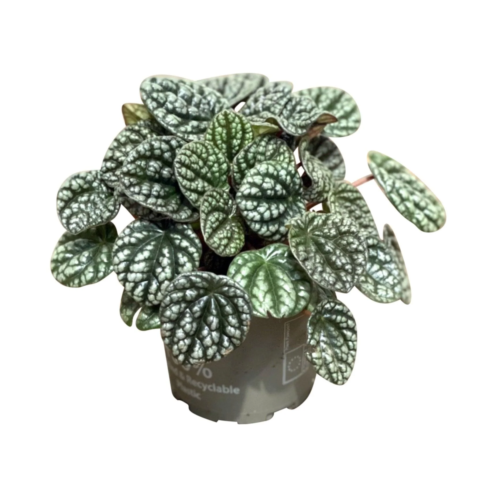 Peperomia Caperata Burbella | Pet Friendly House Plant - Image 2
