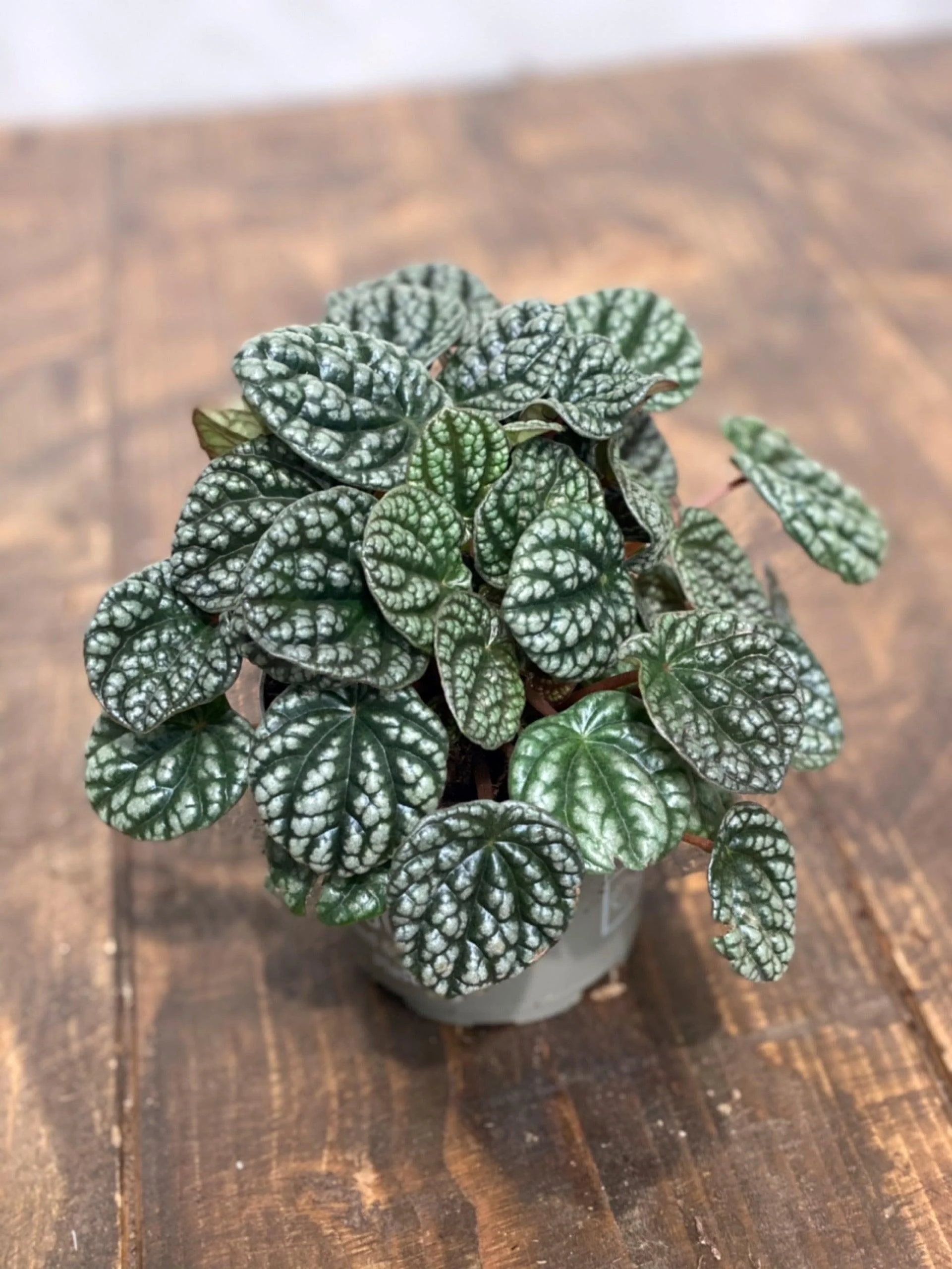 Peperomia Caperata Burbella | Pet Friendly House Plant - Image 3