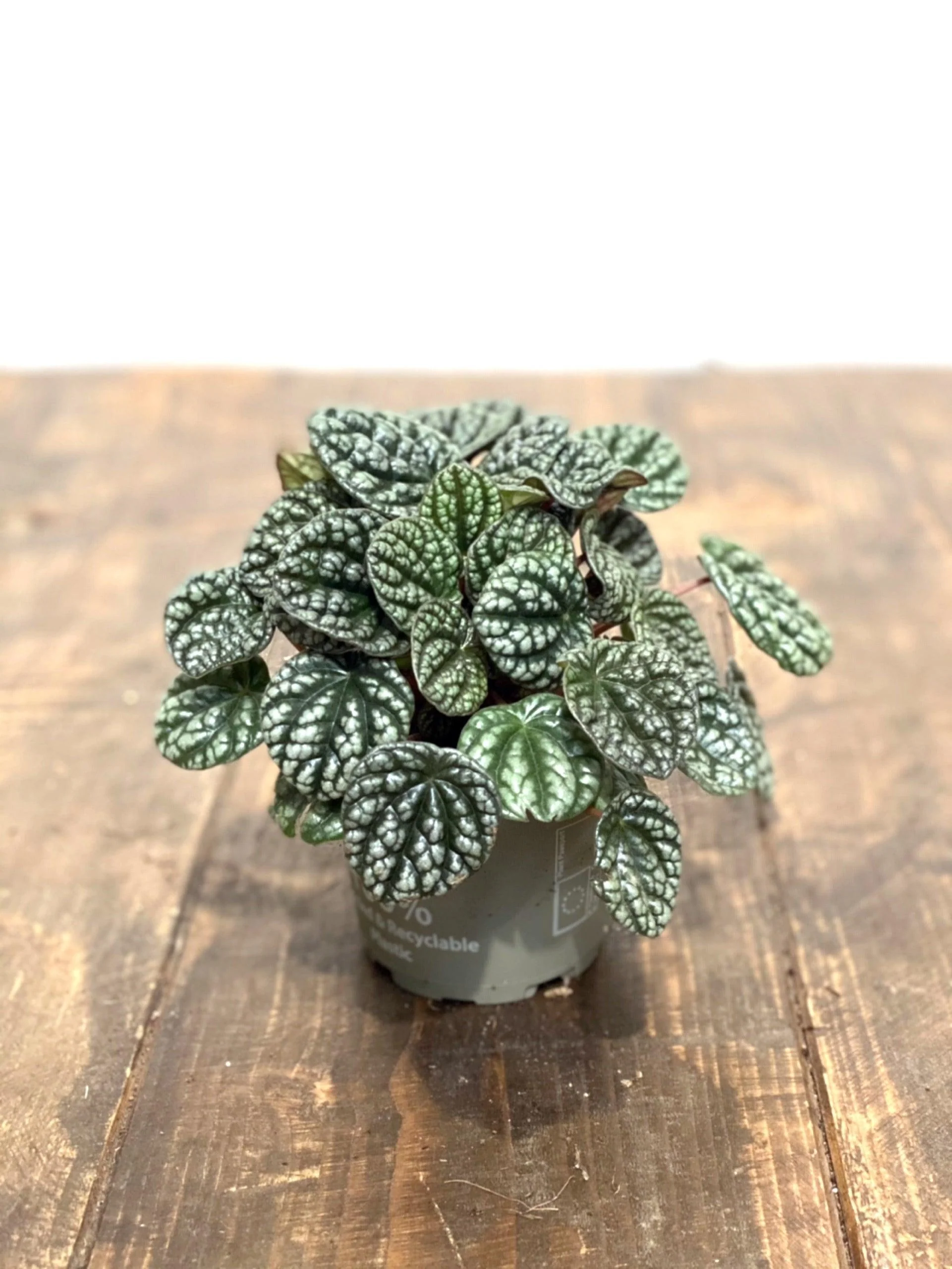 Peperomia Caperata Burbella | Pet Friendly House Plant - Image 4