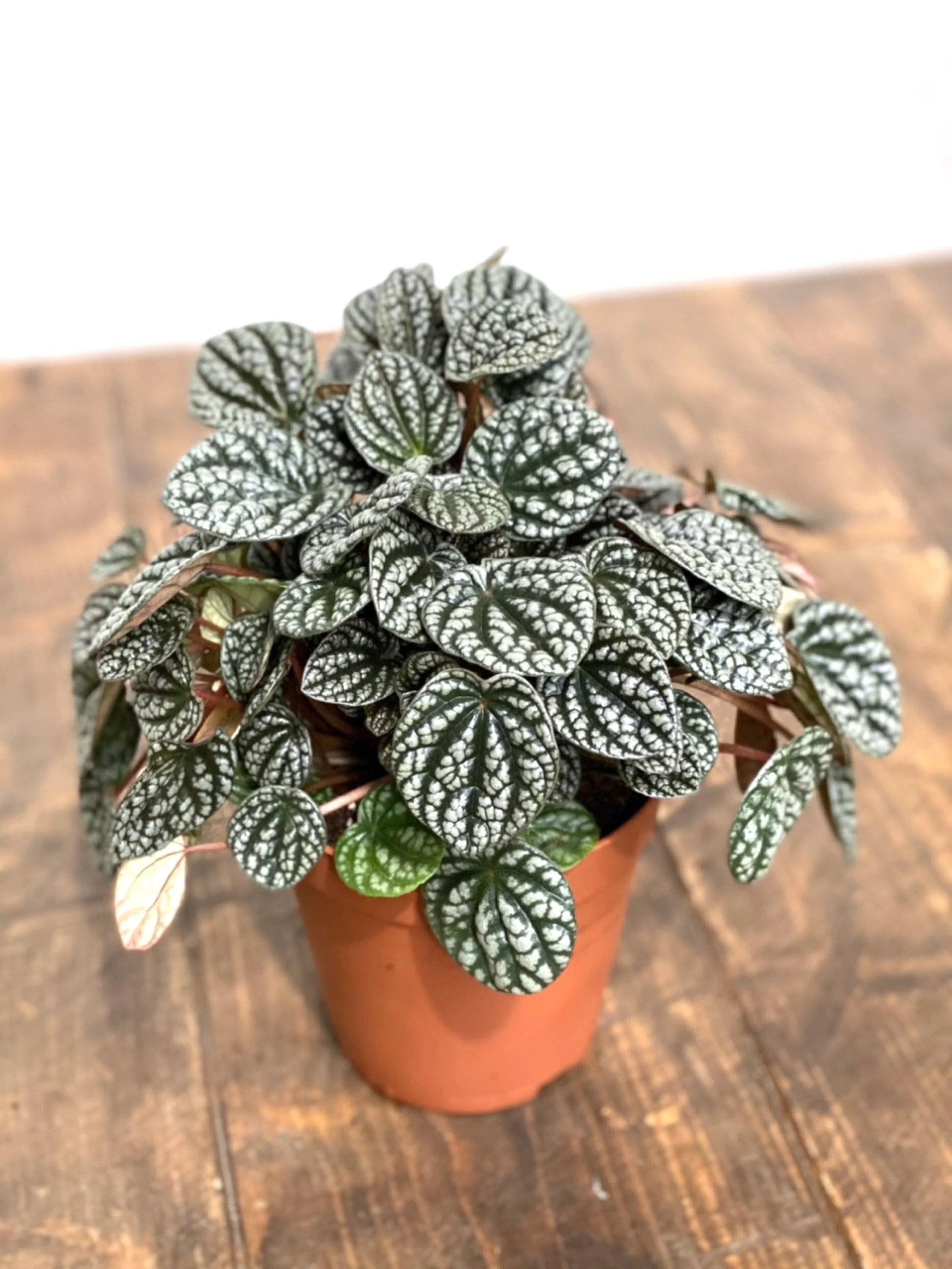 Peperomia Caperata Burbella | Pet Friendly House Plant - Image 5