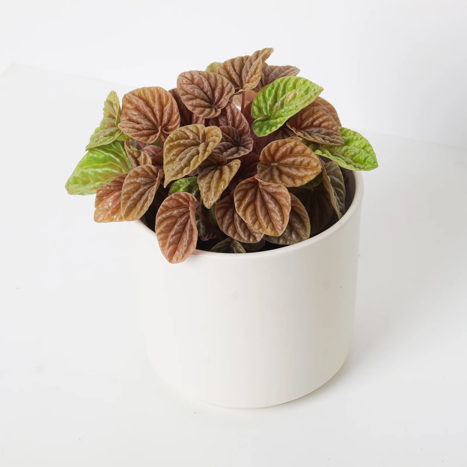 Peperomia caperata 'Quito Lime'
