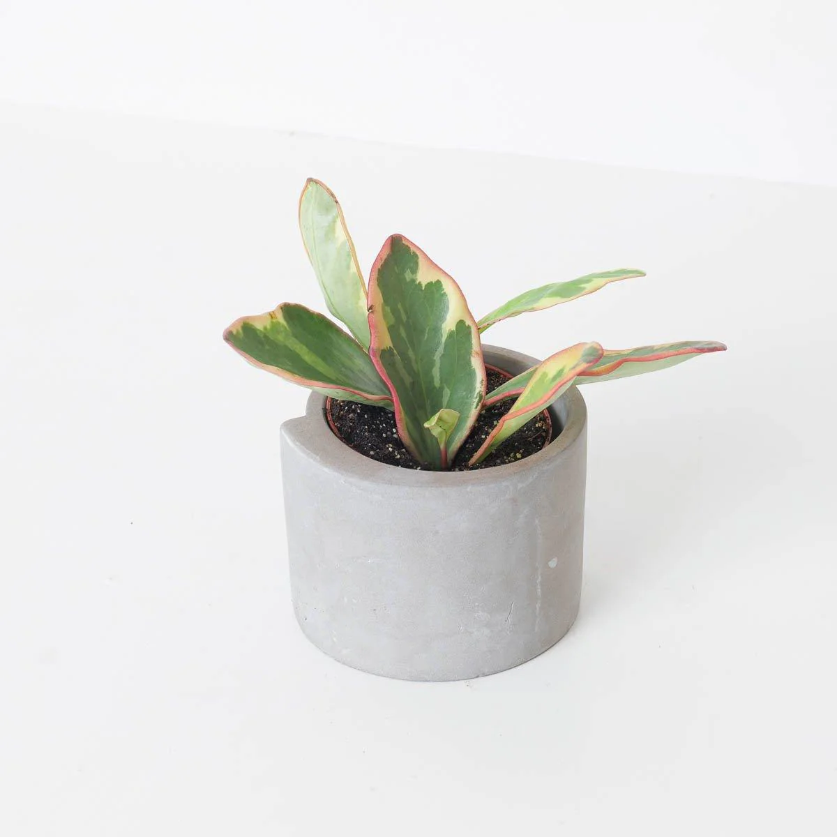 Peperomia clusiifolia Jelly
