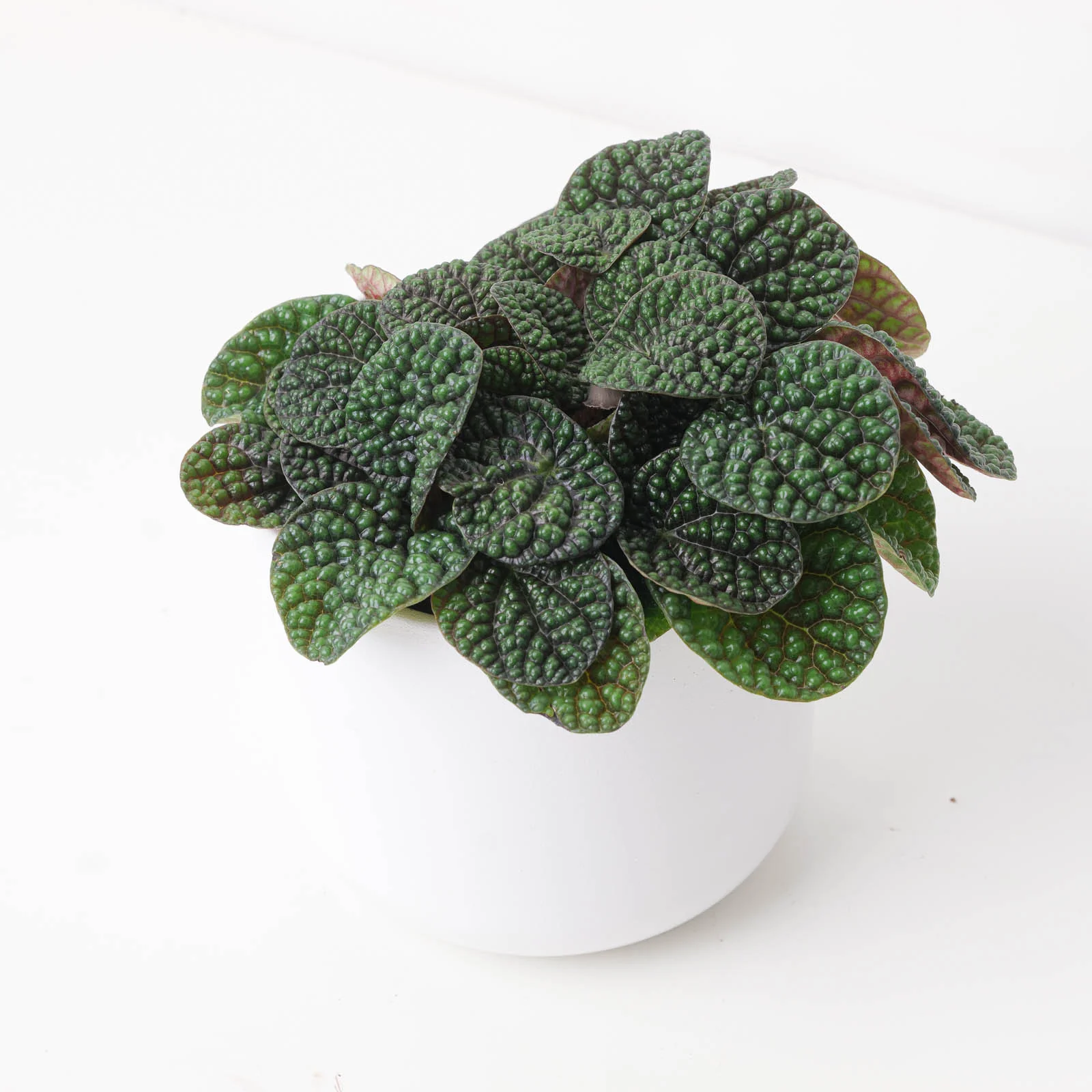 Peperomia 'Green Bubble'