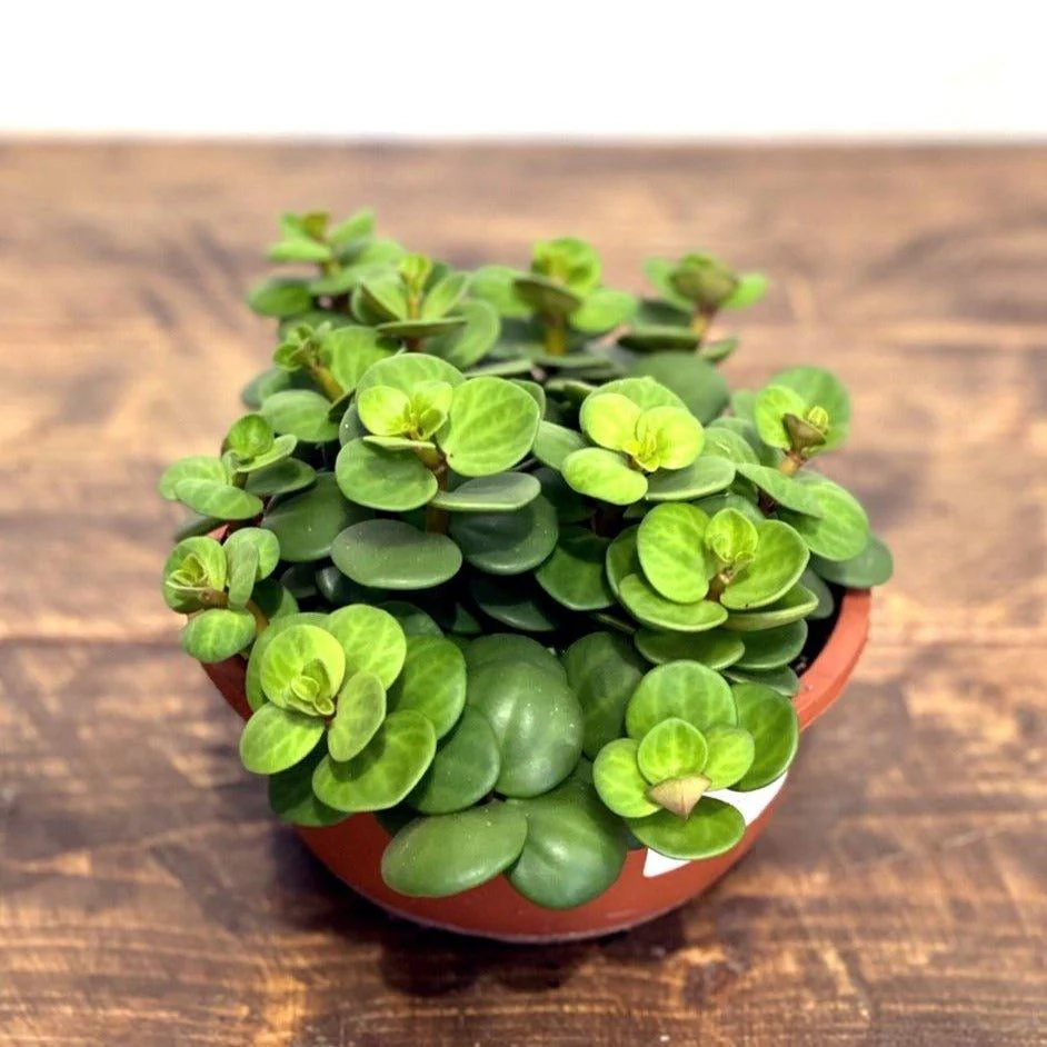Peperomia Hope - Image 4