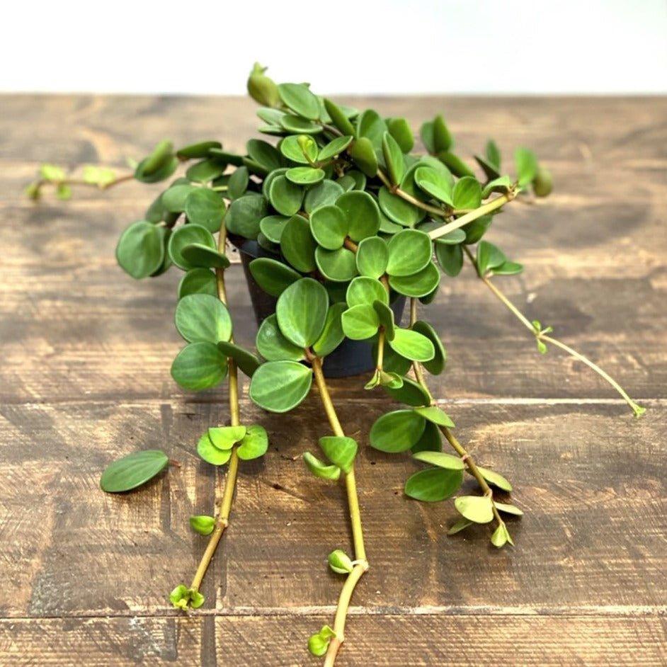Peperomia Hope - Image 5