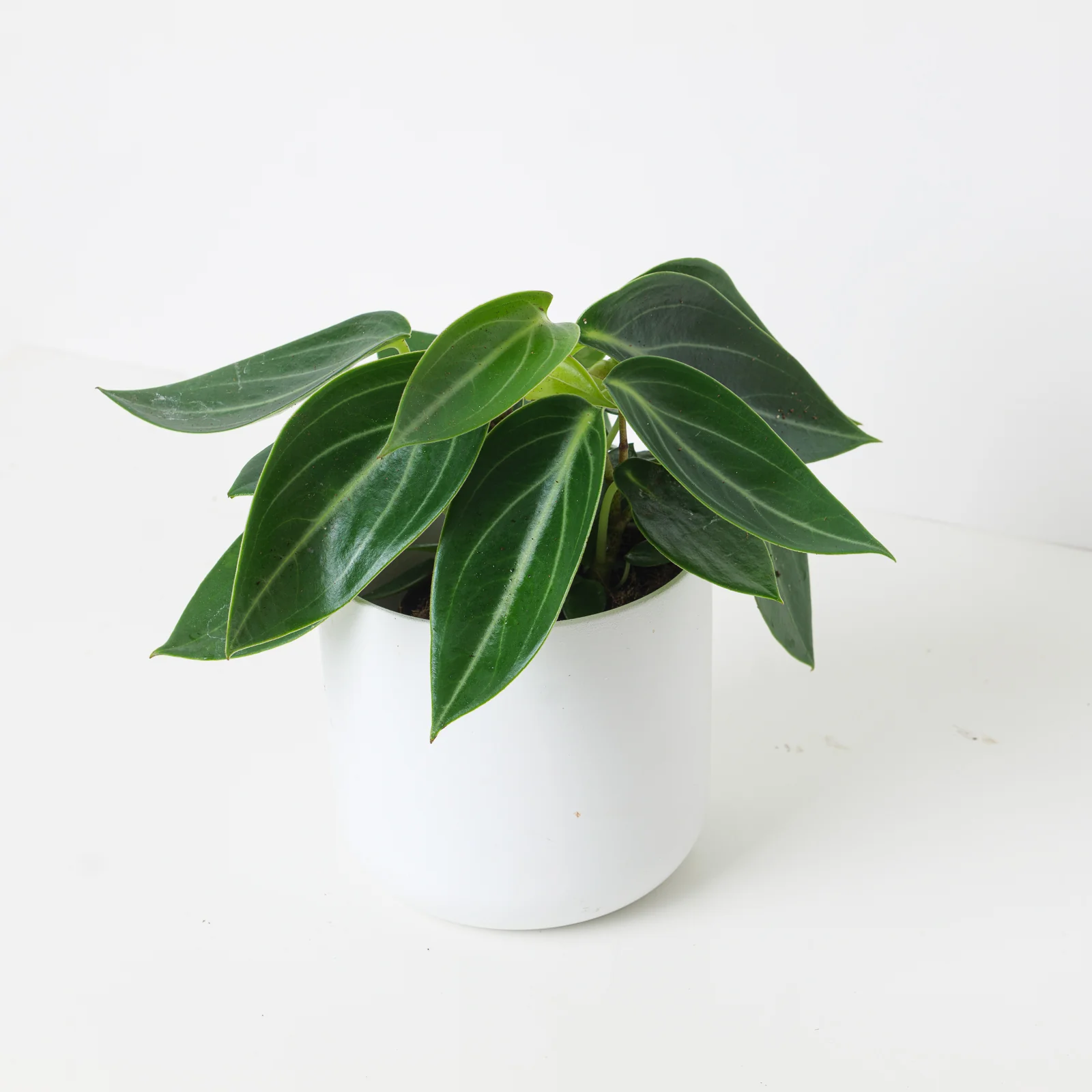 Peperomia maculosa 'Vanilla'