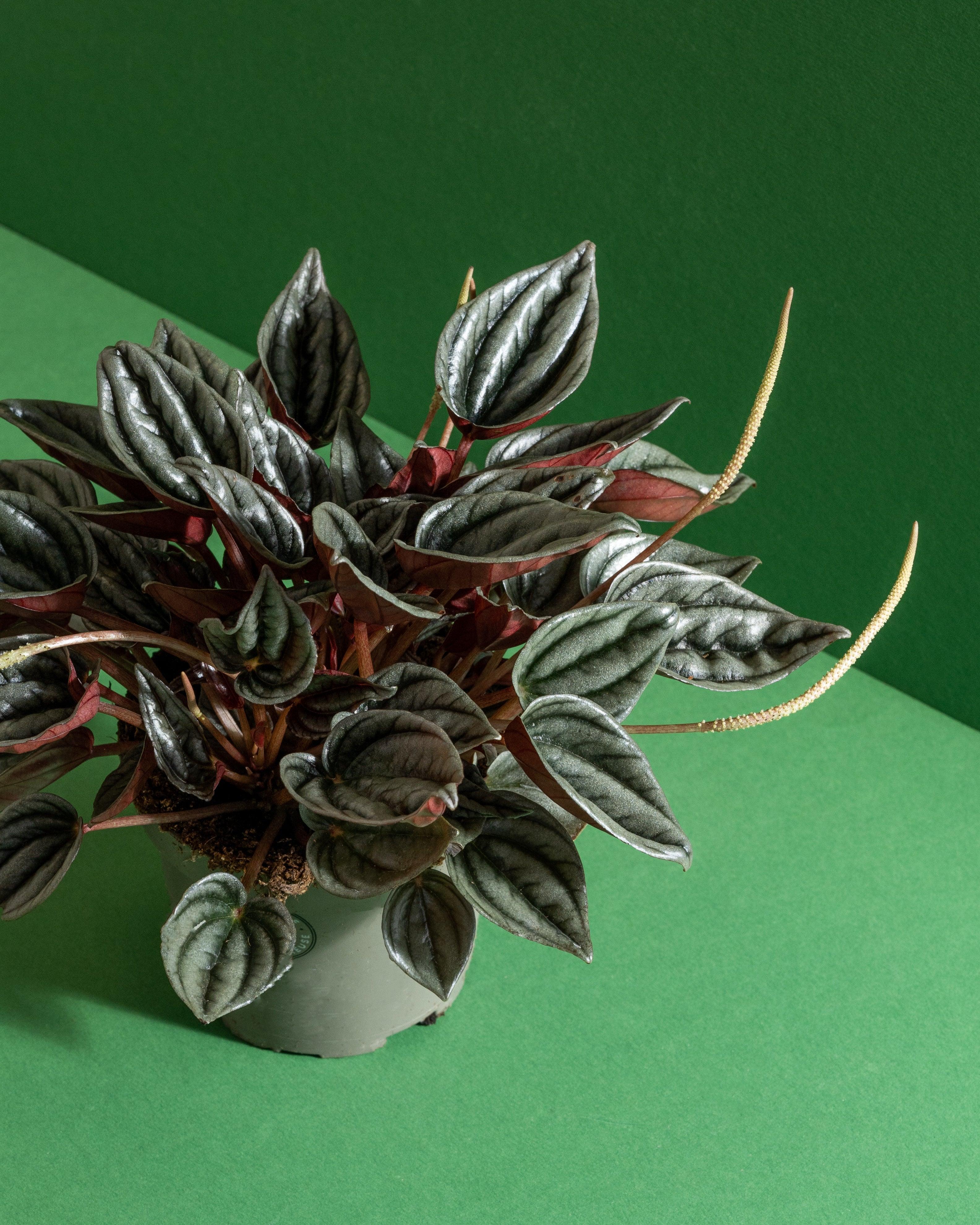 Peperomia Mendoza | 11cm Pot | Pet Friendly House Plant