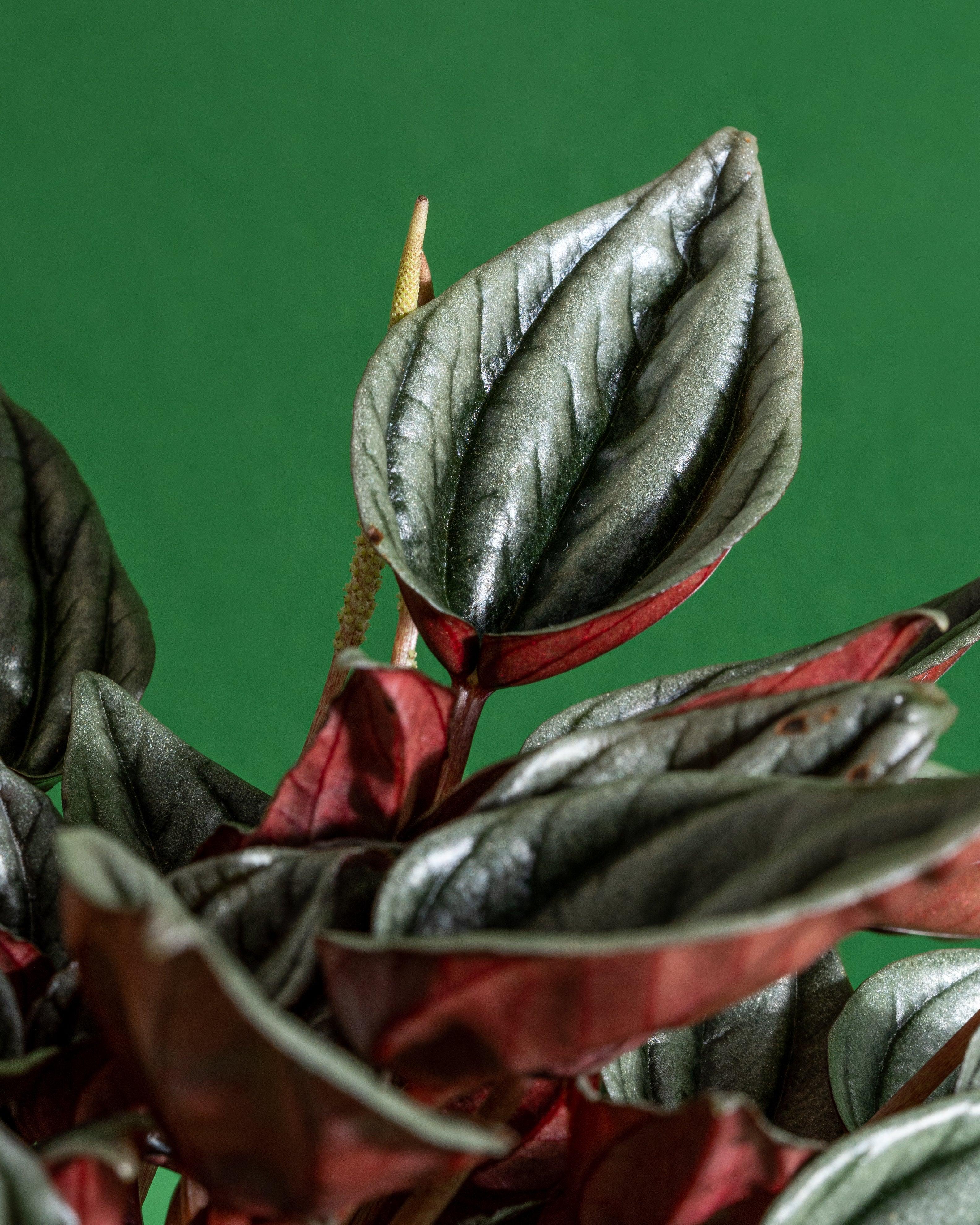 Peperomia Mendoza | 11cm Pot | Pet Friendly House Plant - Image 2
