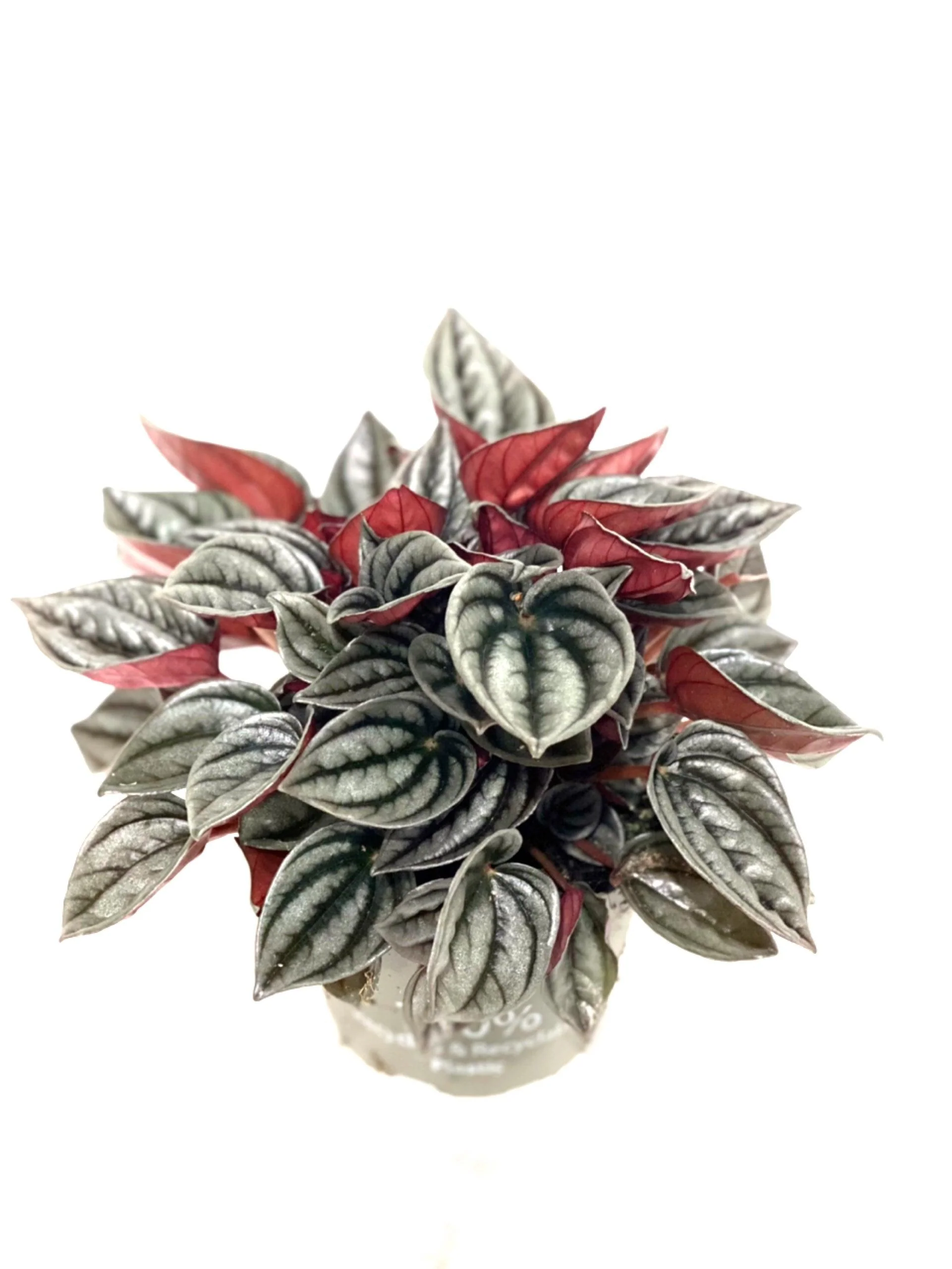 Peperomia Mendoza | 11cm Pot | Pet Friendly House Plant - Image 3