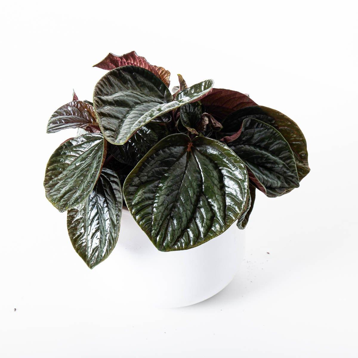 Peperomia metallica 'Ecuador'