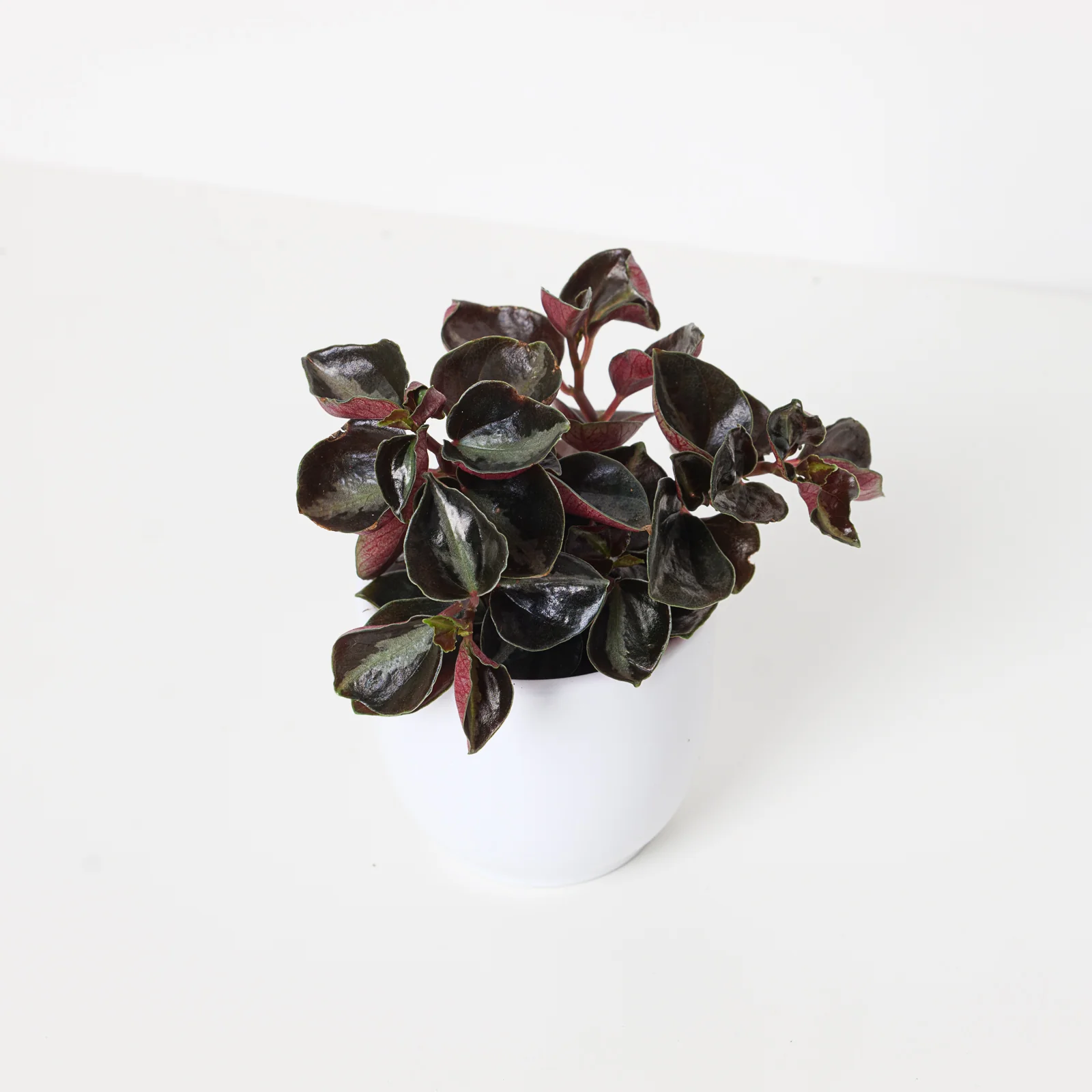 Peperomia metallica Columbiana