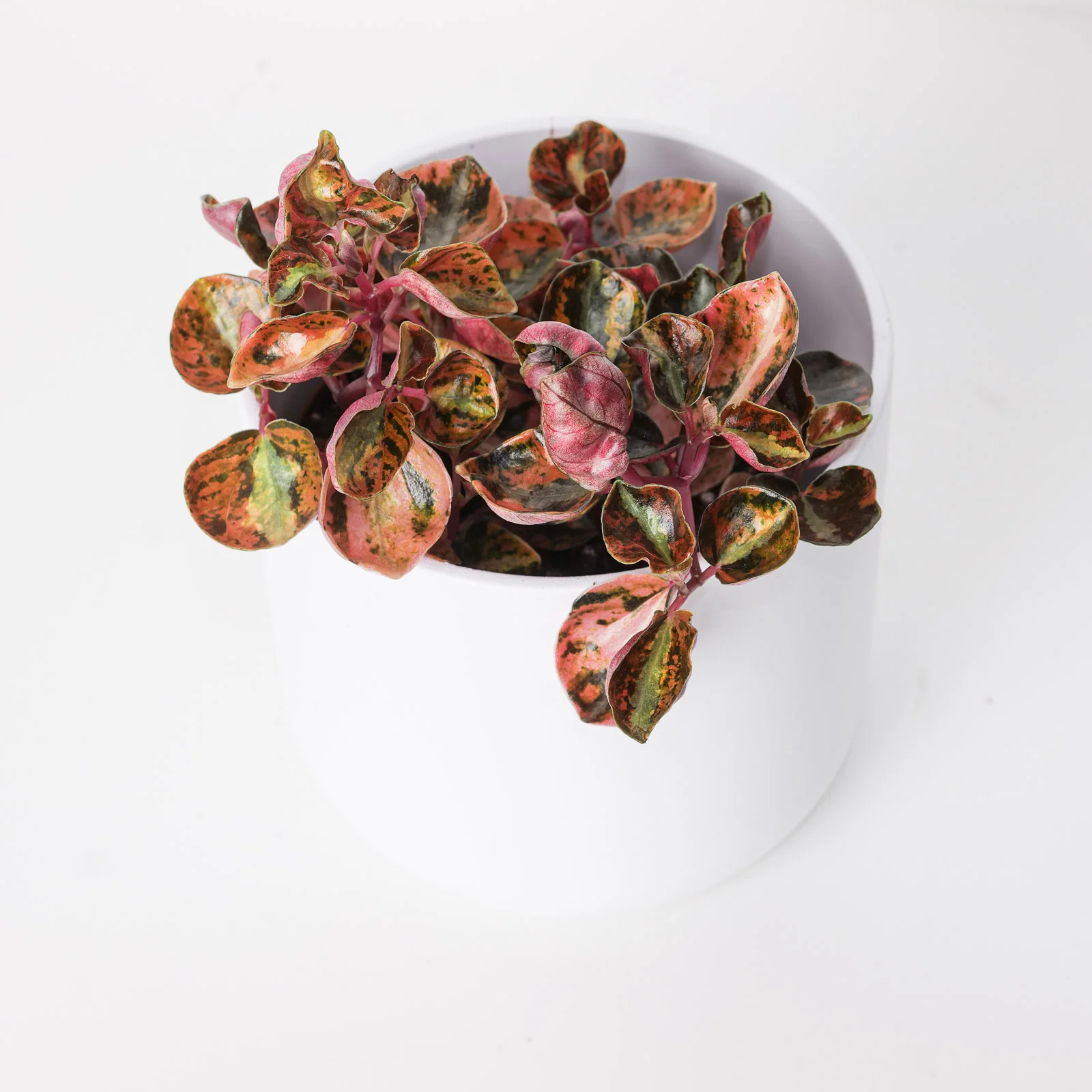Peperomia metallica 'Creme Brulee'