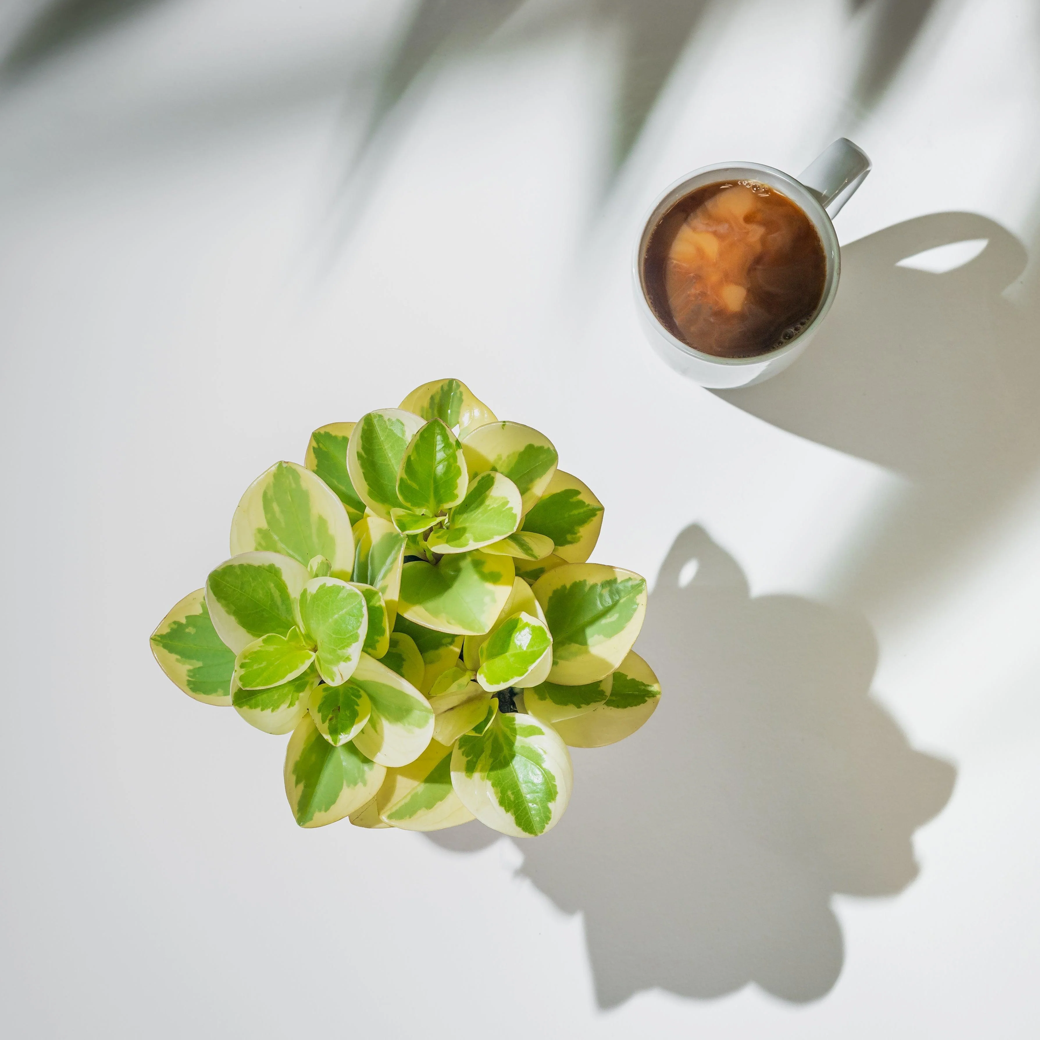 Peperomia Obtipan Variegated