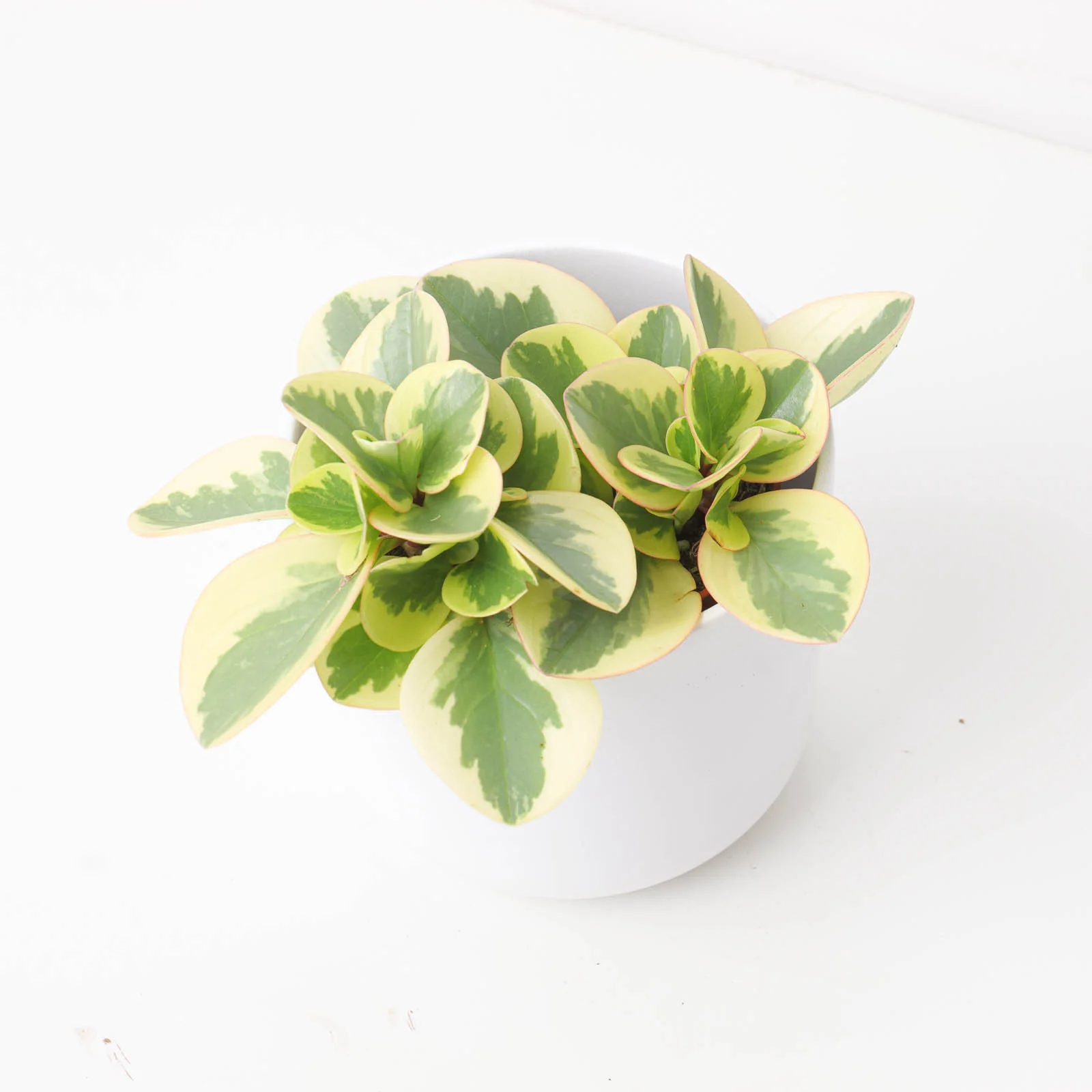 Peperomia Obtipan Variegated - Image 2