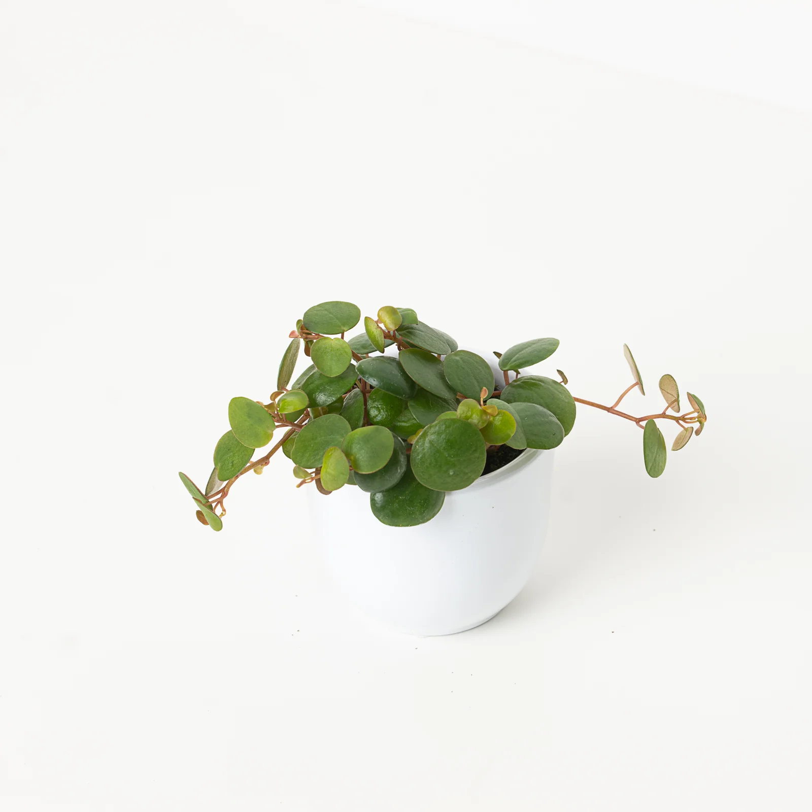 Peperomia Pepperspot - Image 2