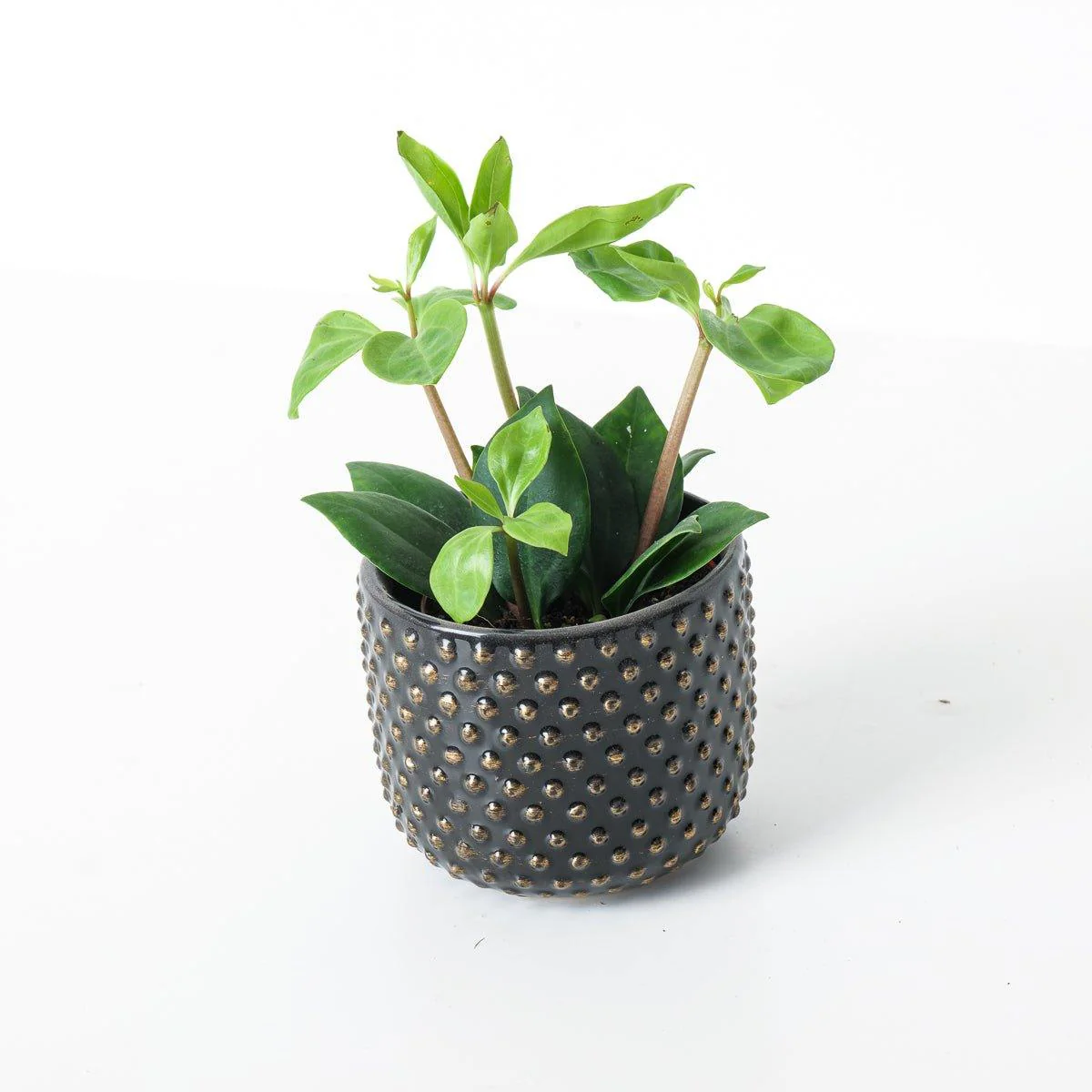 Peperomia pereskiifolia