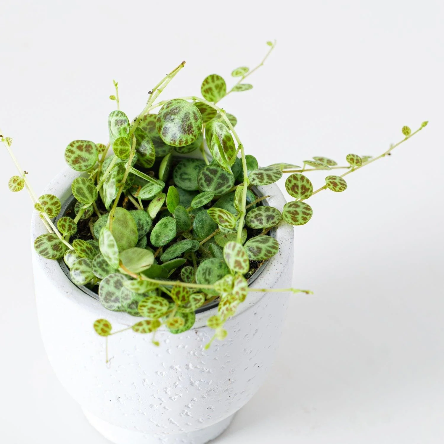 Peperomia Prostrata | String of Turtles - Image 3