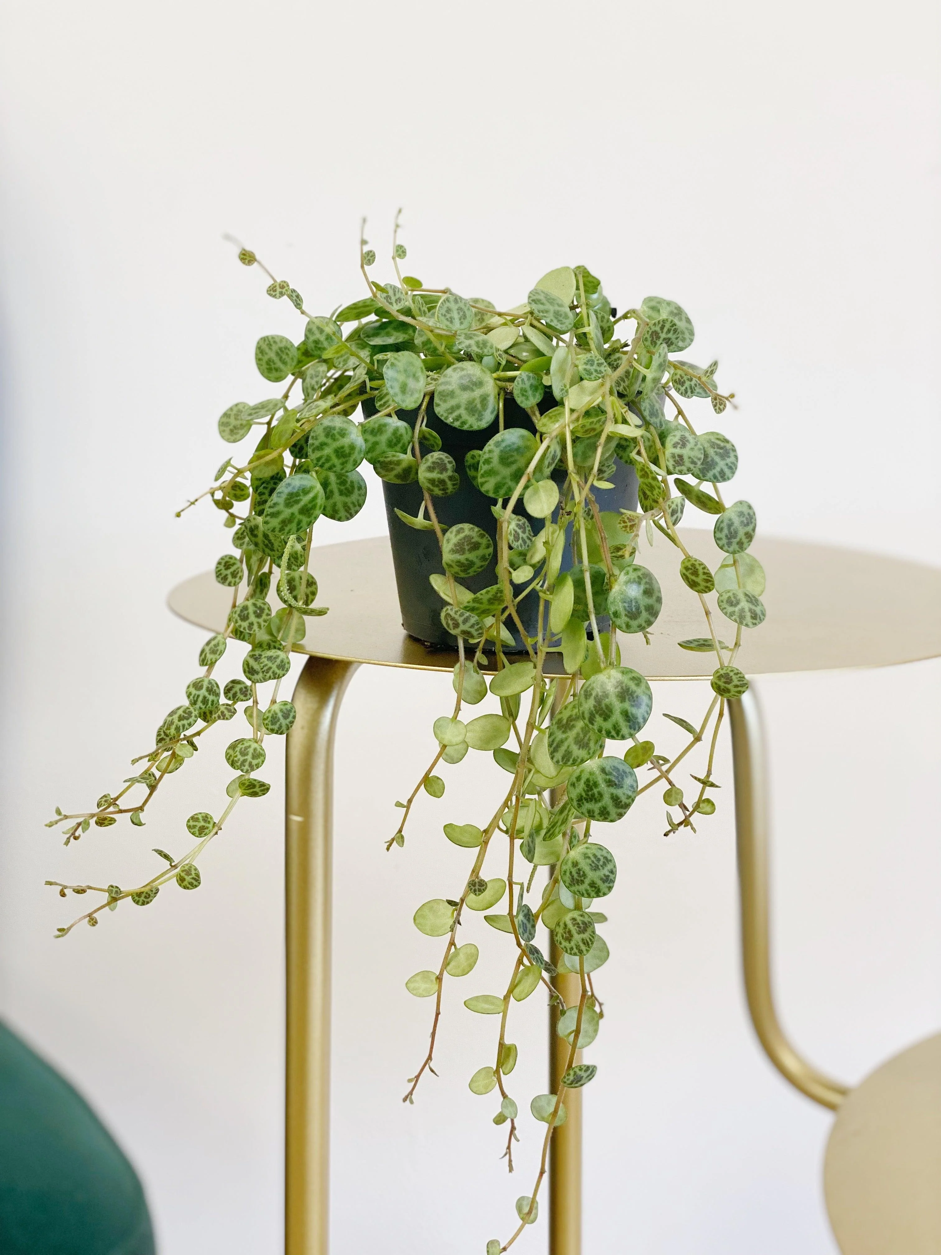 Peperomia Prostrata | String of Turtles - Image 4