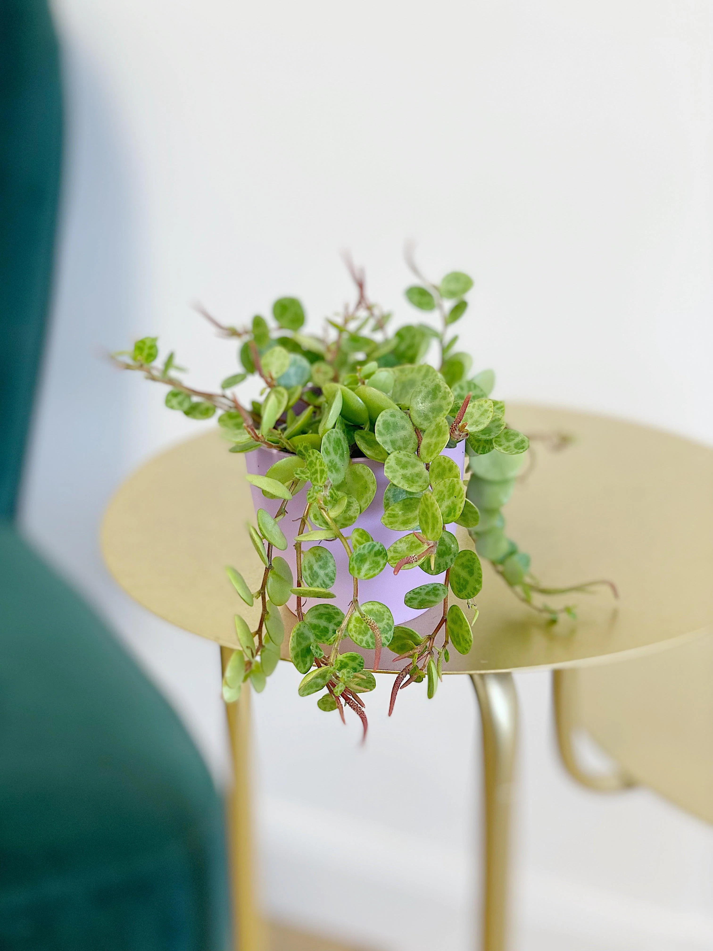 Peperomia Prostrata | String of Turtles - Image 5