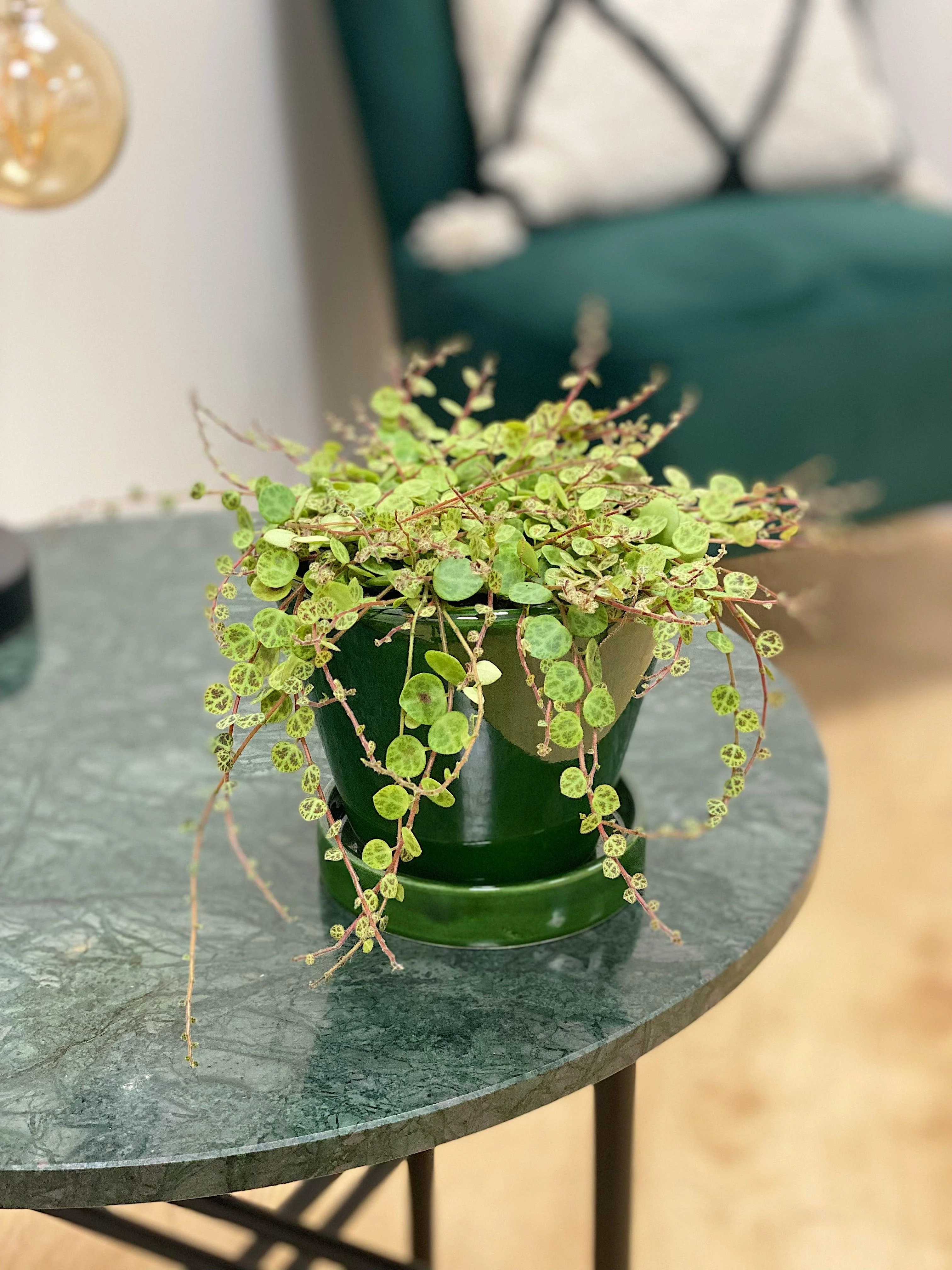 Peperomia Prostrata | String of Turtles - Image 6