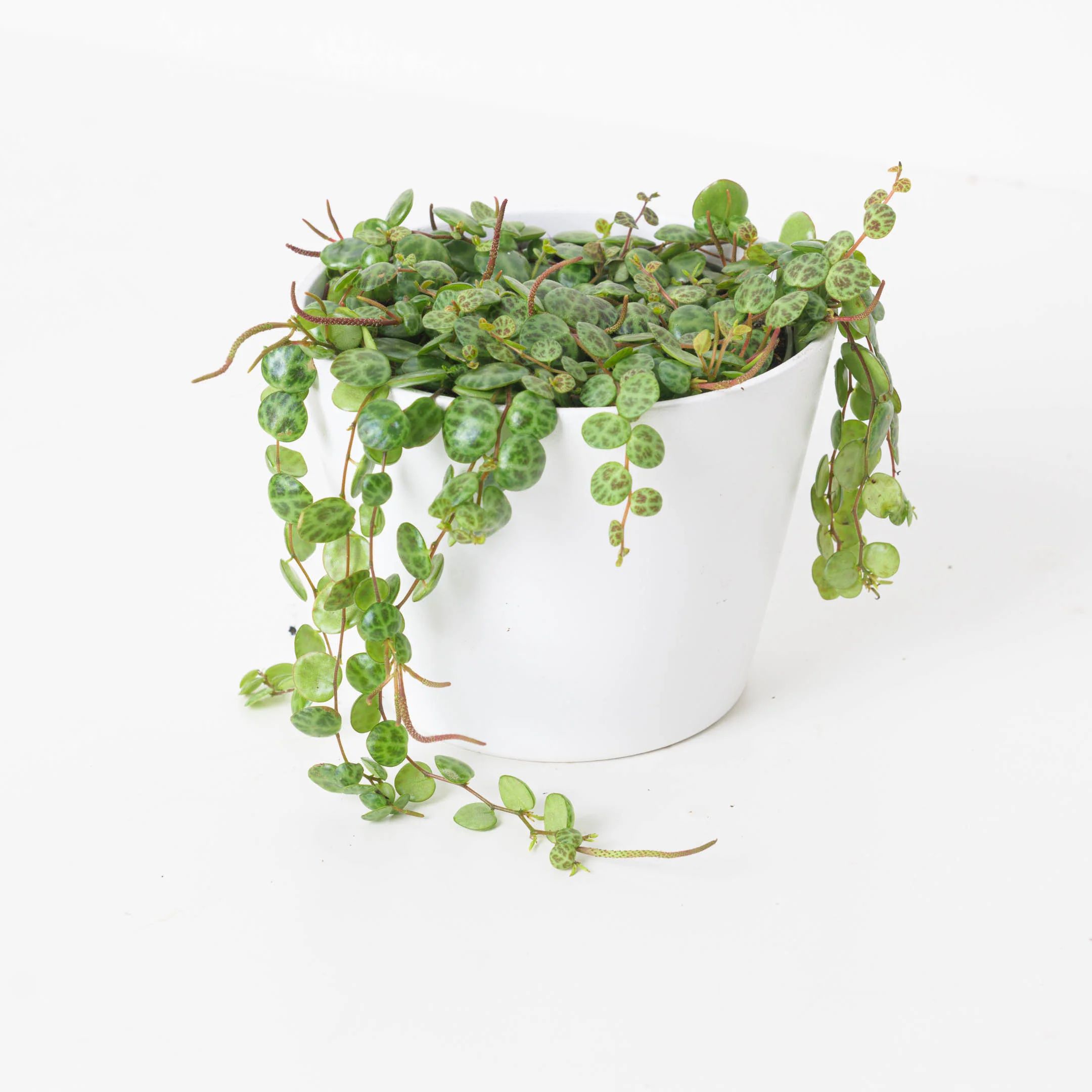 Peperomia Prostrata | String of Turtles - Image 7
