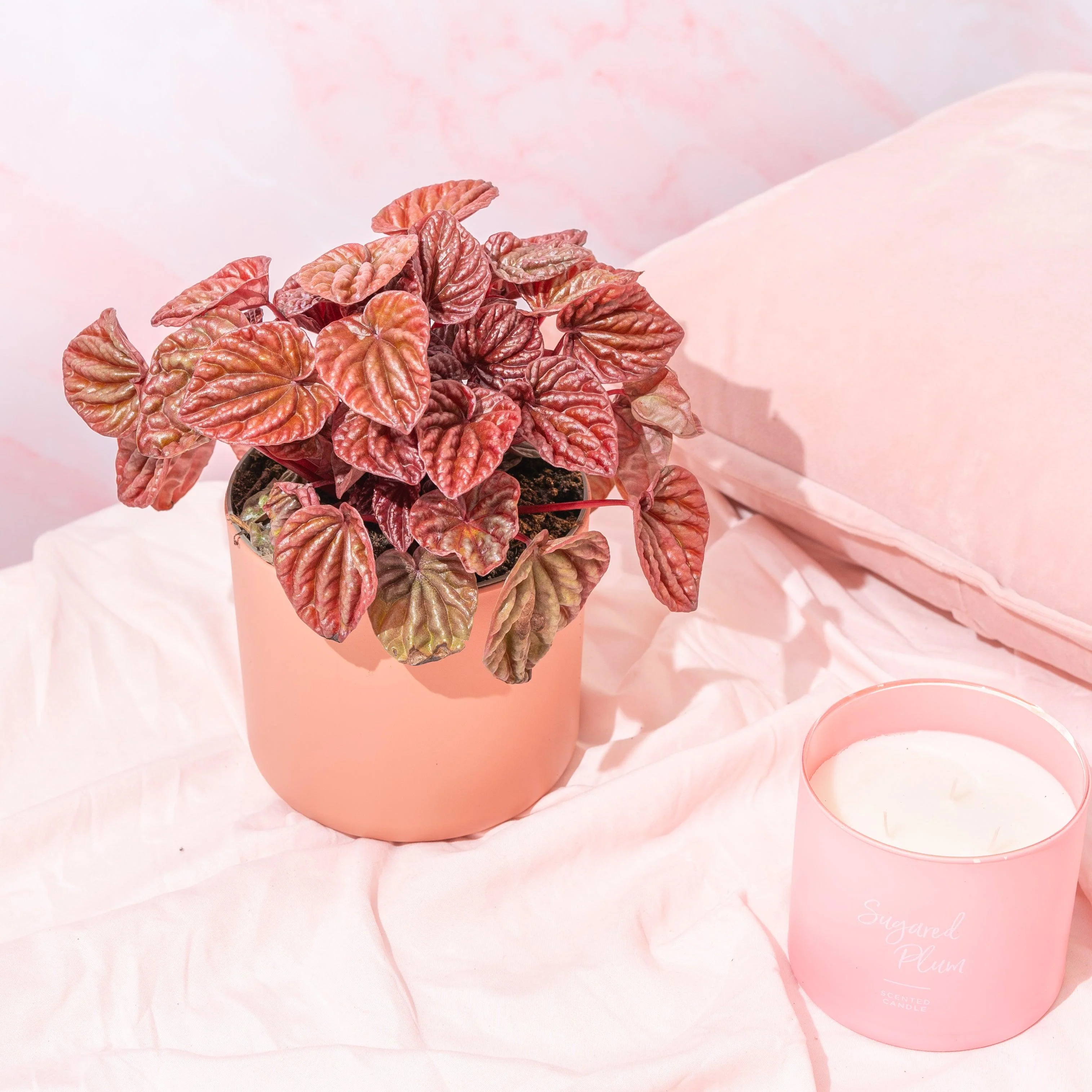 Peperomia Caperata Quito