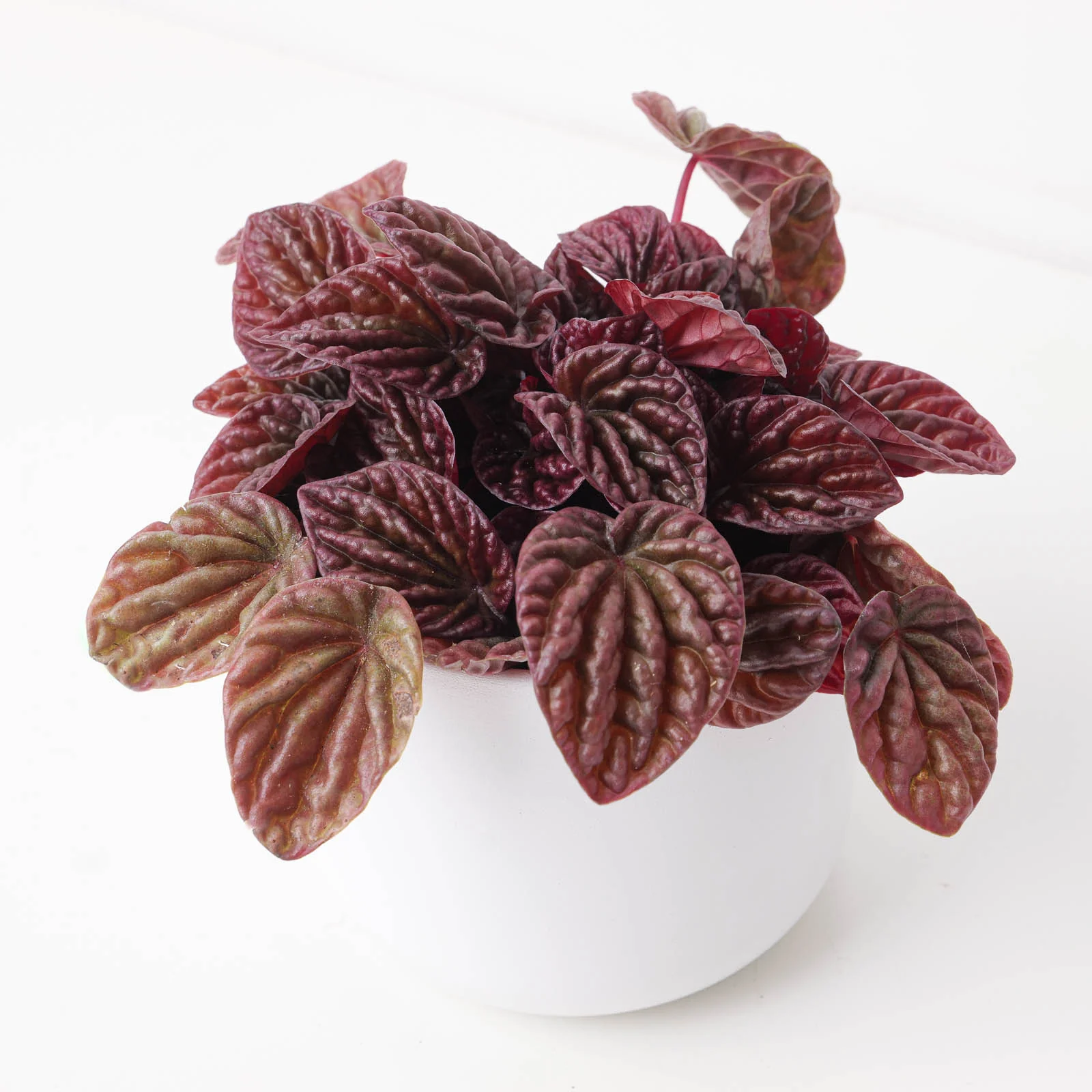 Peperomia Caperata Quito - Image 2