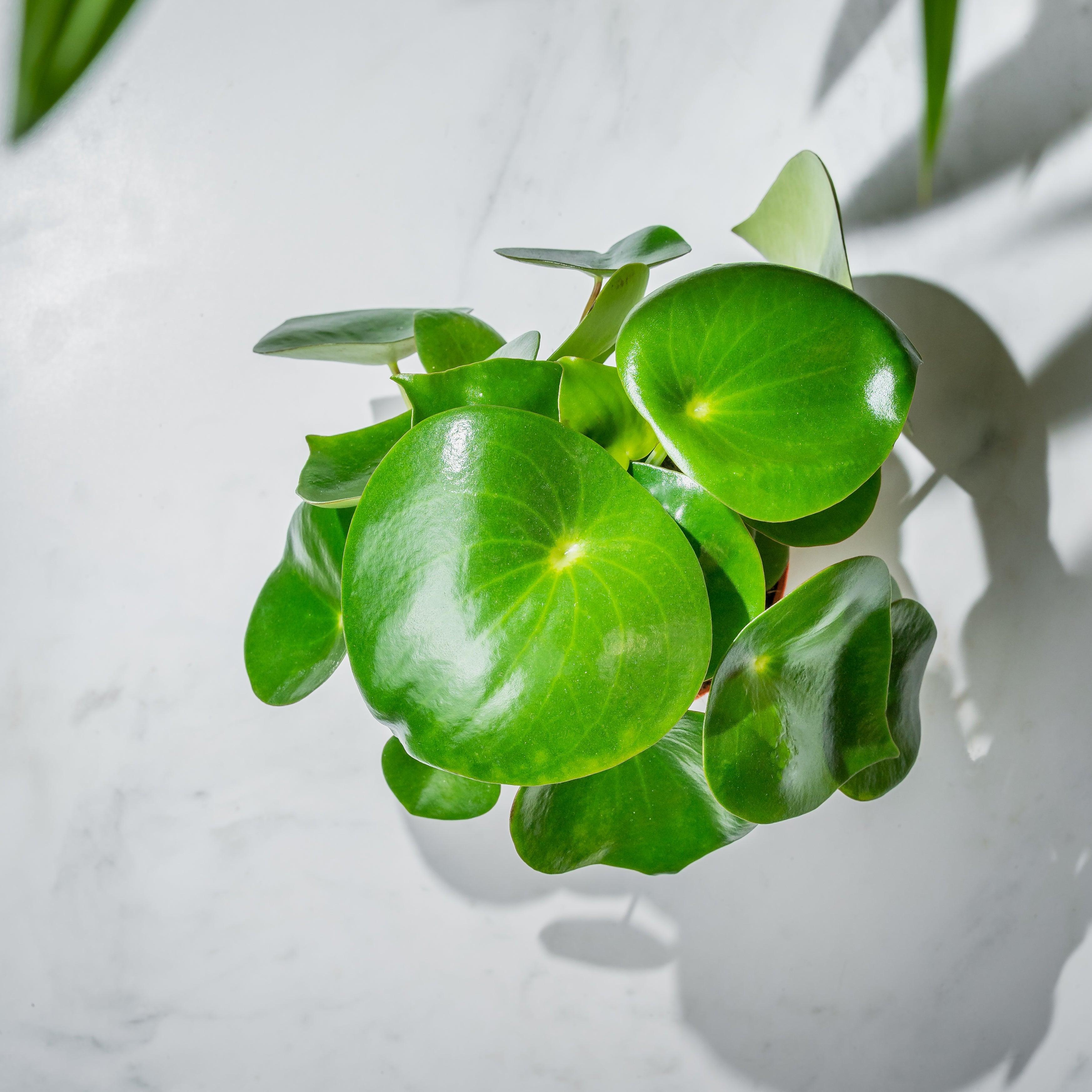 Peperomia Polybotrya Raindrop | 12cm Pot | Pet Friendly House Plant