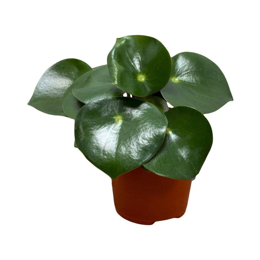 Peperomia Polybotrya Raindrop | 12cm Pot | Pet Friendly House Plant - Image 2