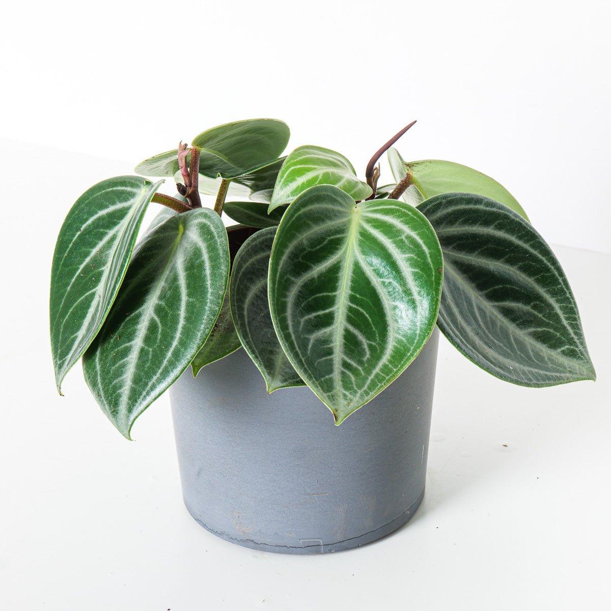 Peperomia Sarcophylla