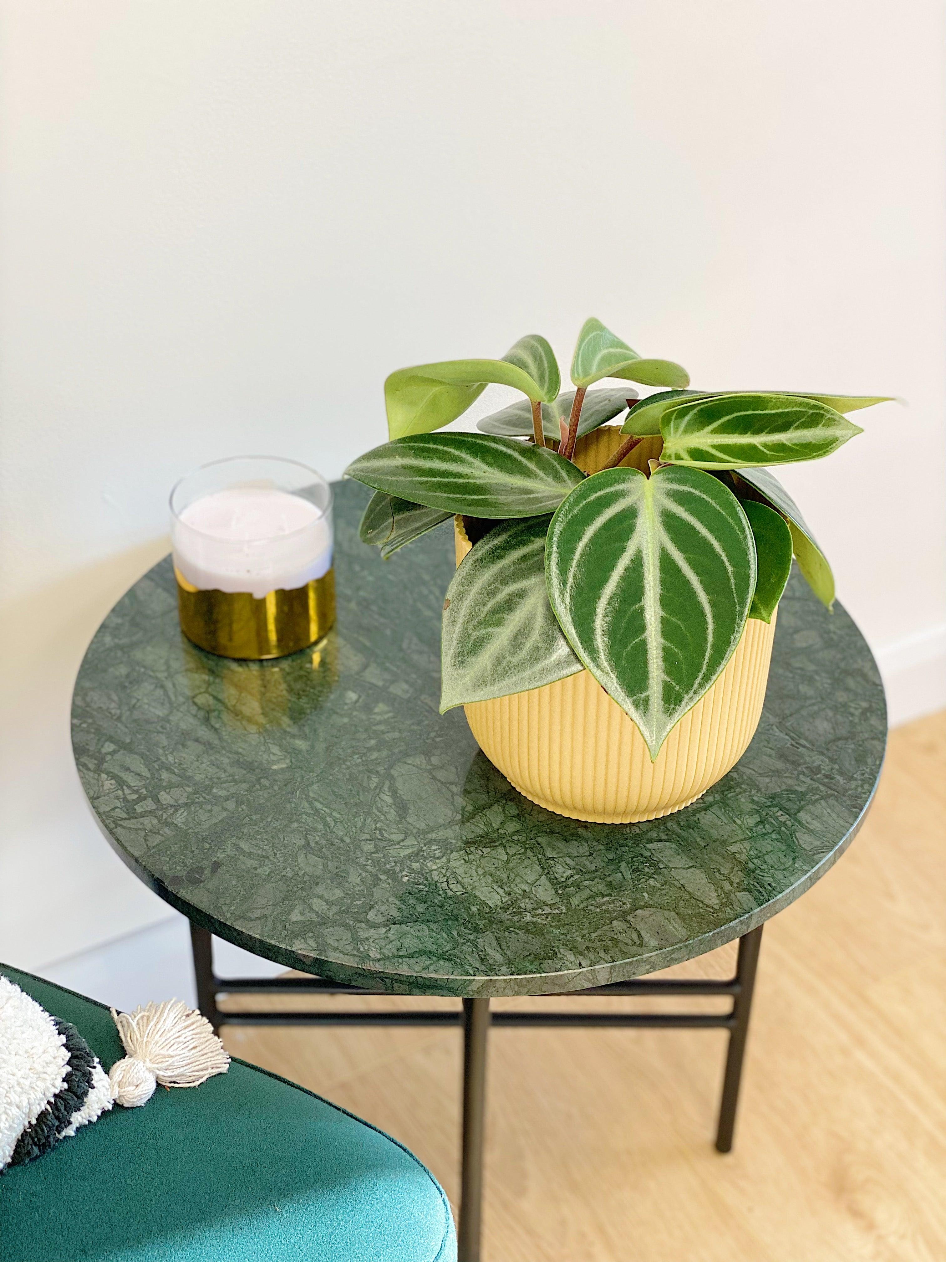 Peperomia Sarcophylla - Image 2