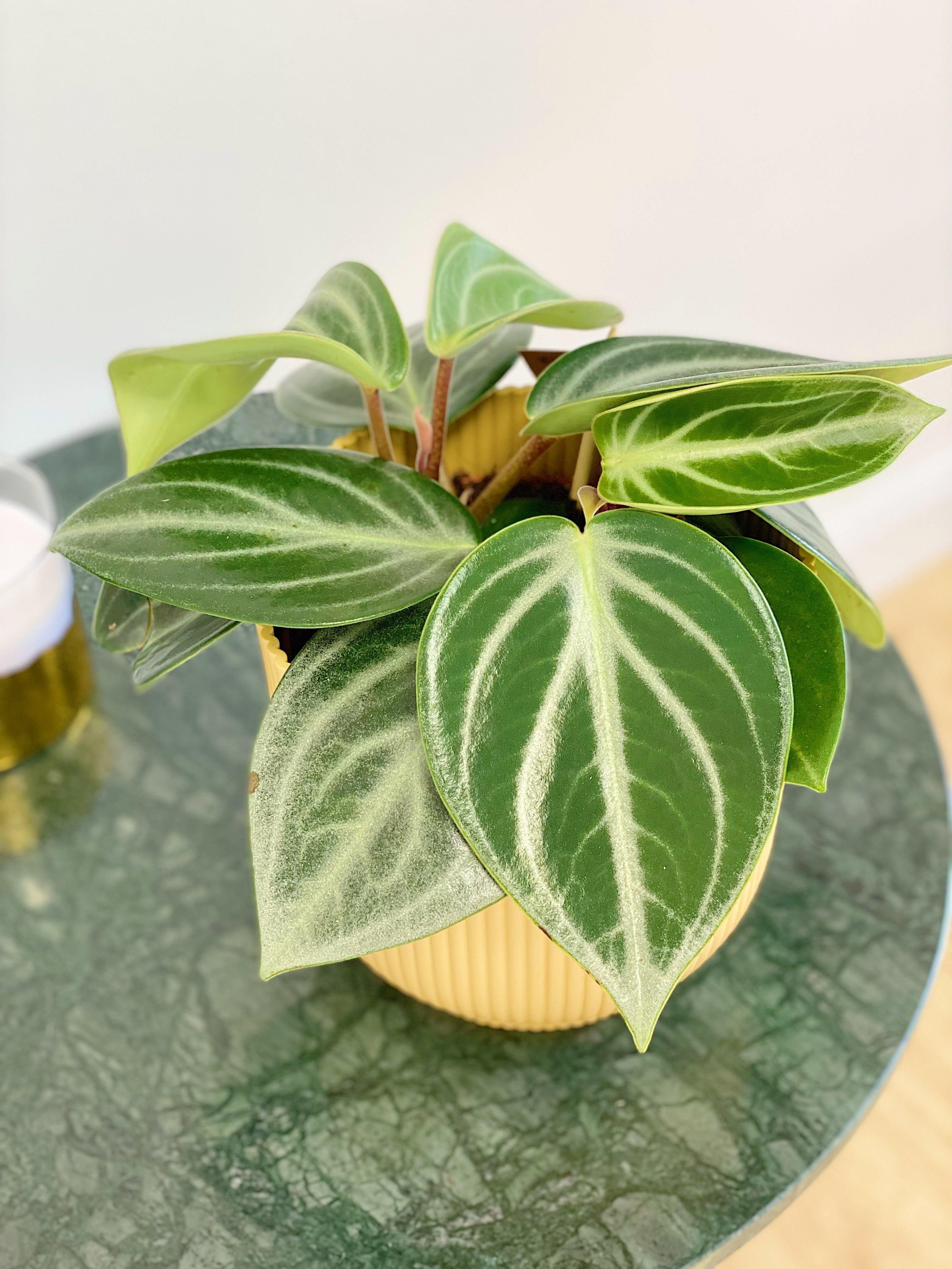 Peperomia Sarcophylla - Image 3