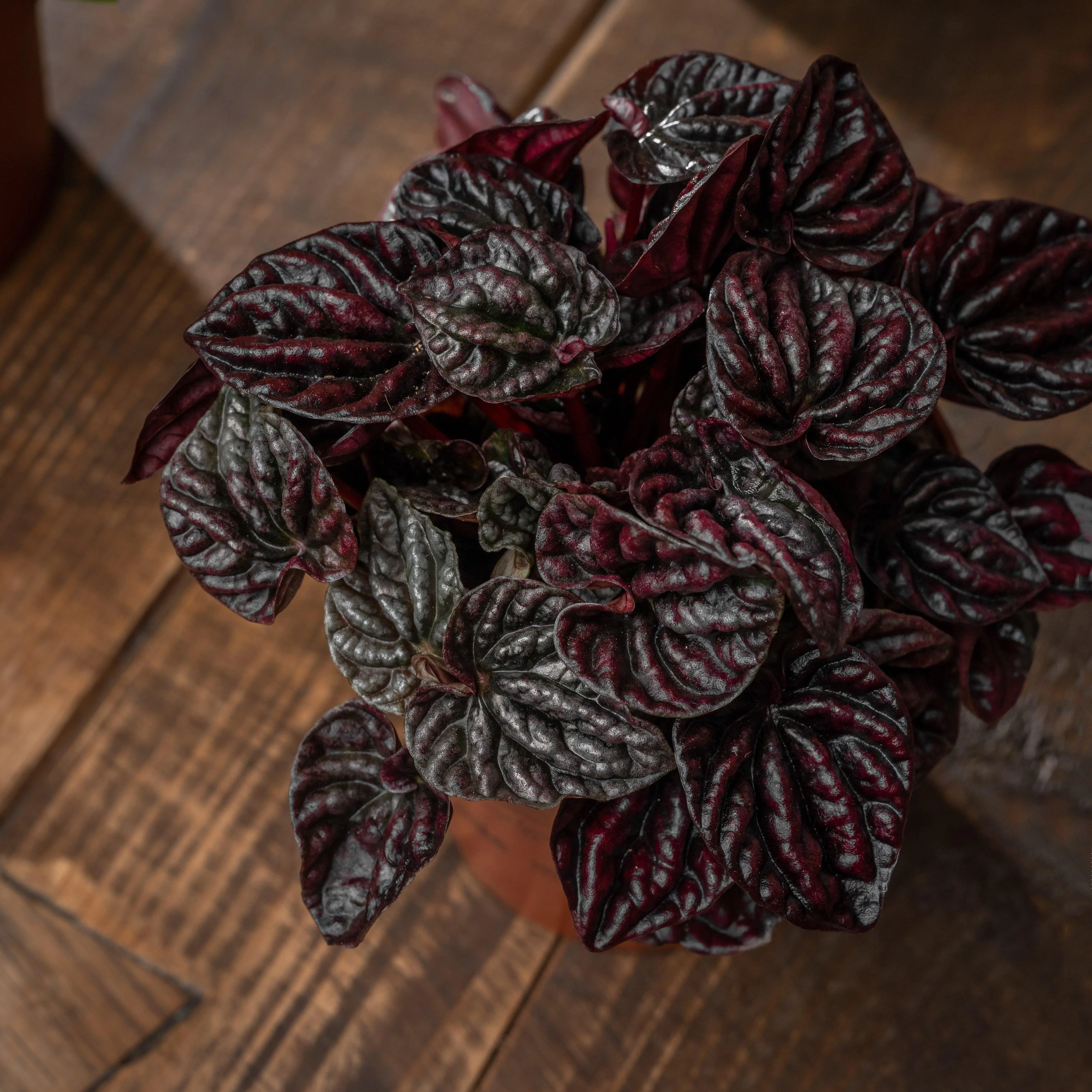 Peperomia Schumi Red Sienna Sunset | 11cm Pot | House Plant