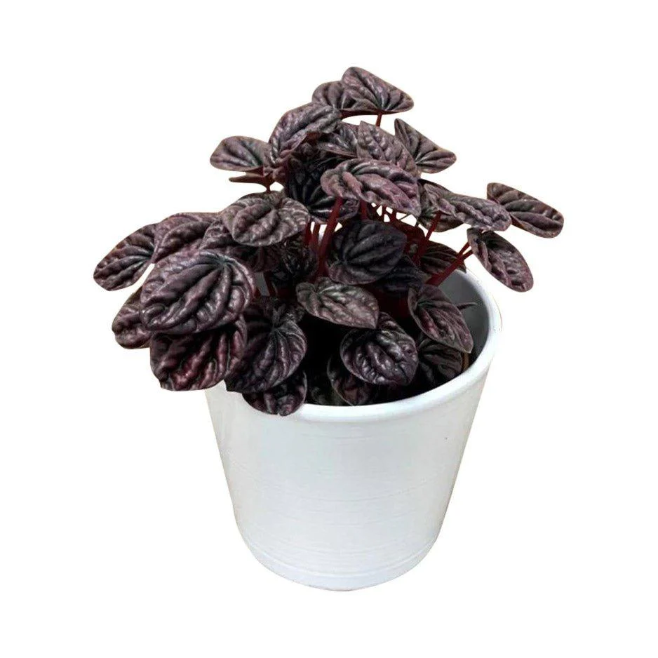 Peperomia Schumi Red Sienna Sunset | 11cm Pot | House Plant - Image 2