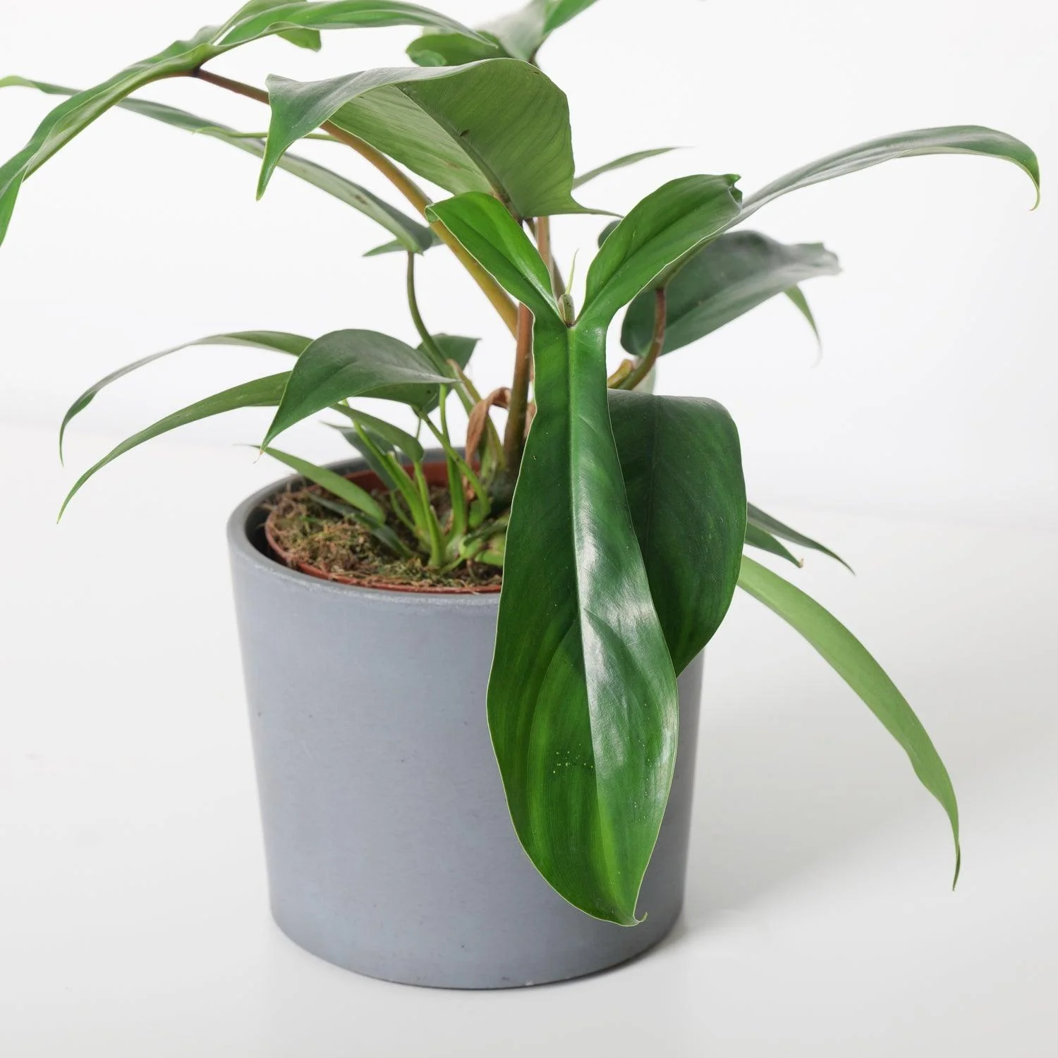 Philodendron 69686 - Image 2