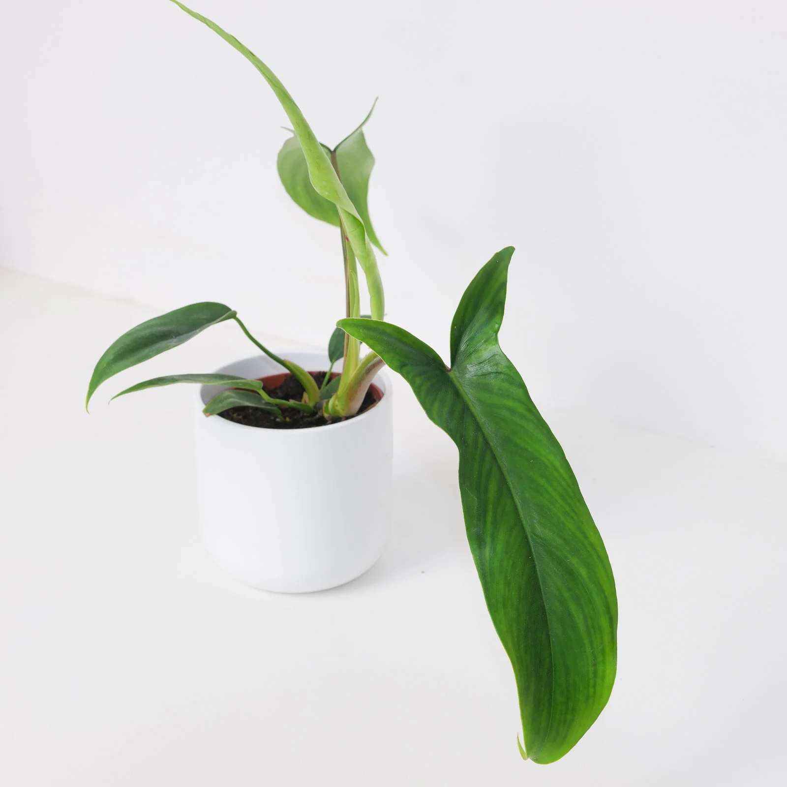 Philodendron 69686 - Image 3