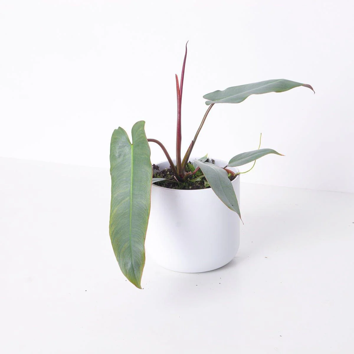 Philodendron atabapoense 'Santa Leopoldina' - Image 2