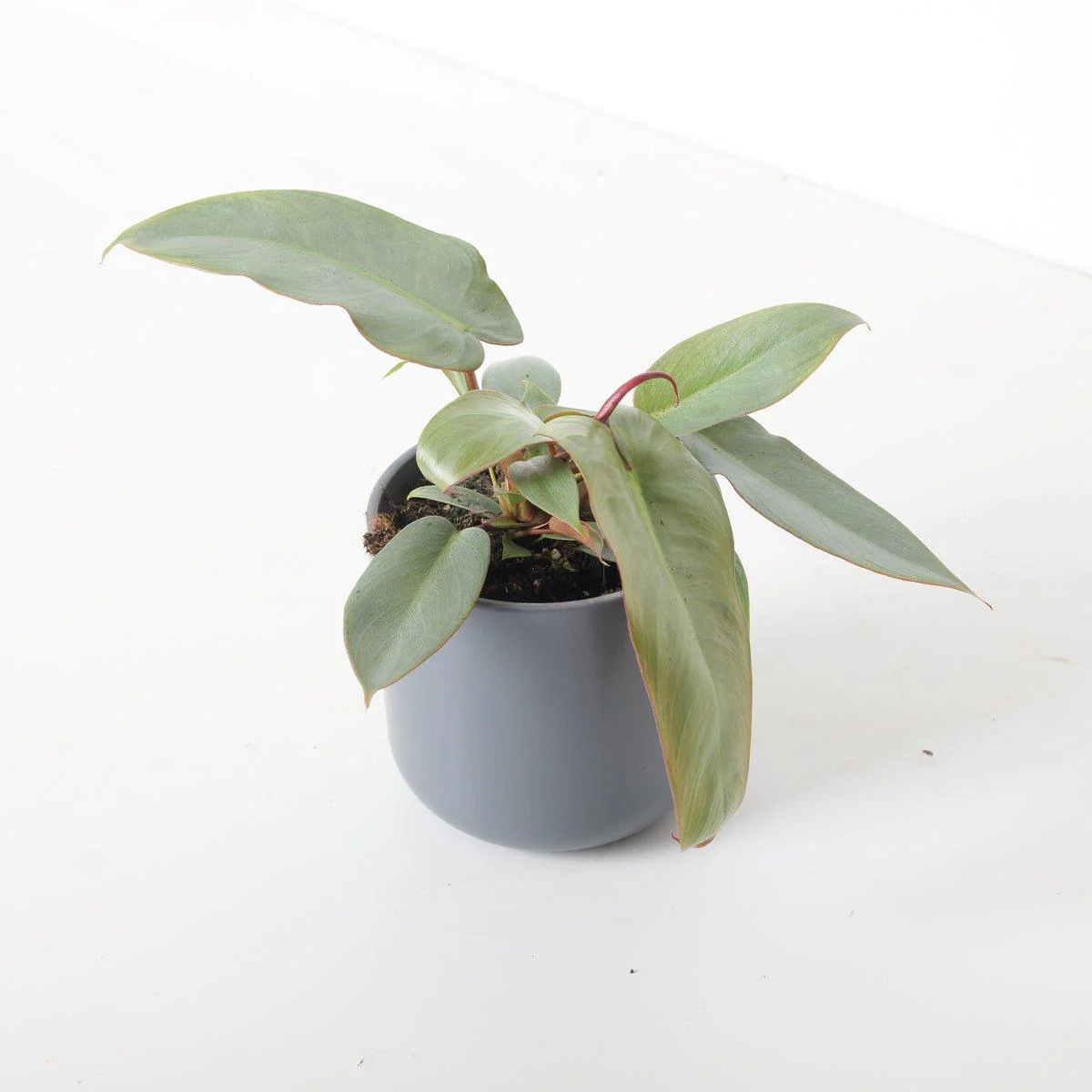 Philodendron atabapoense 'Santa Leopoldina' - Image 3