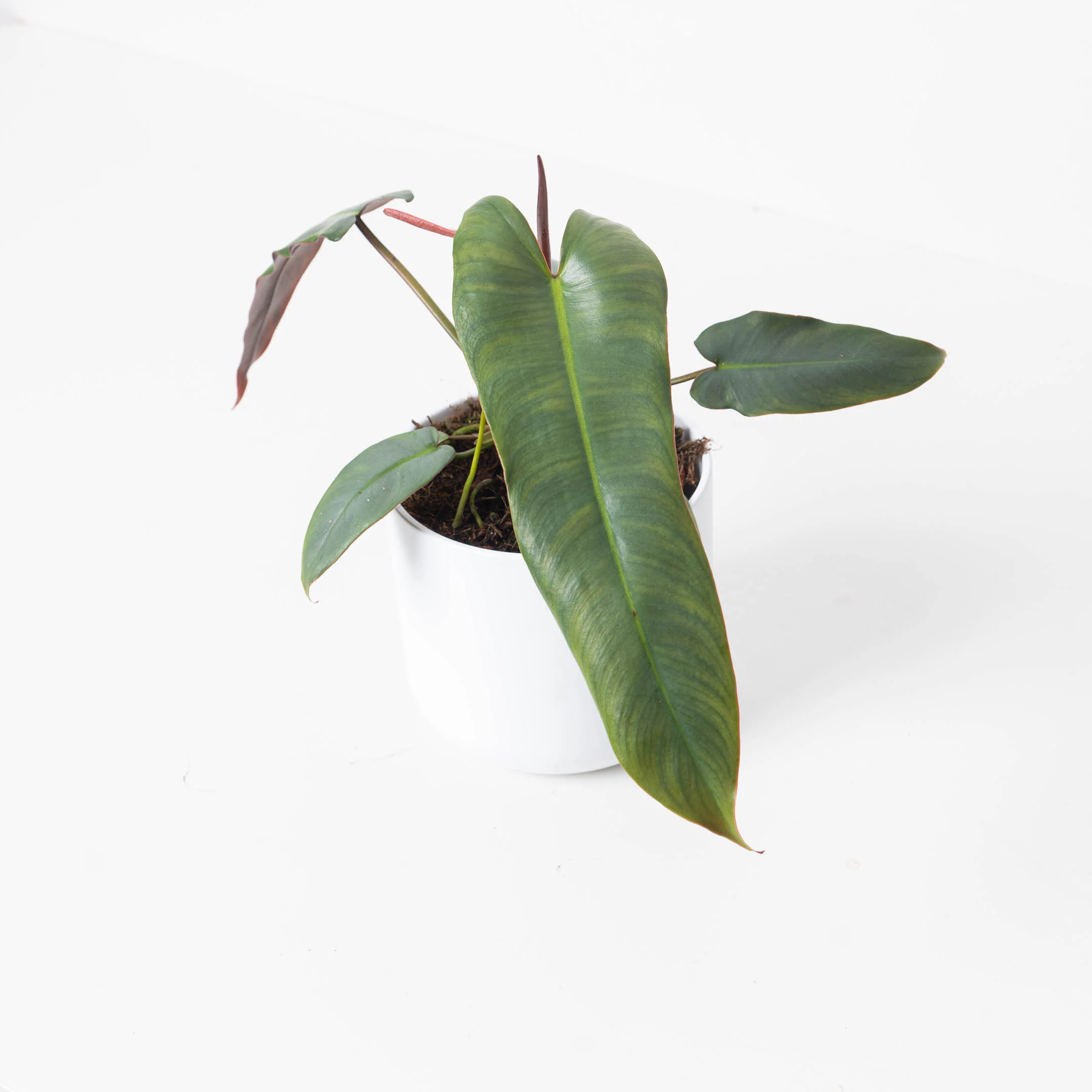 Philodendron atabapoense 'Santa Leopoldina' - Image 4