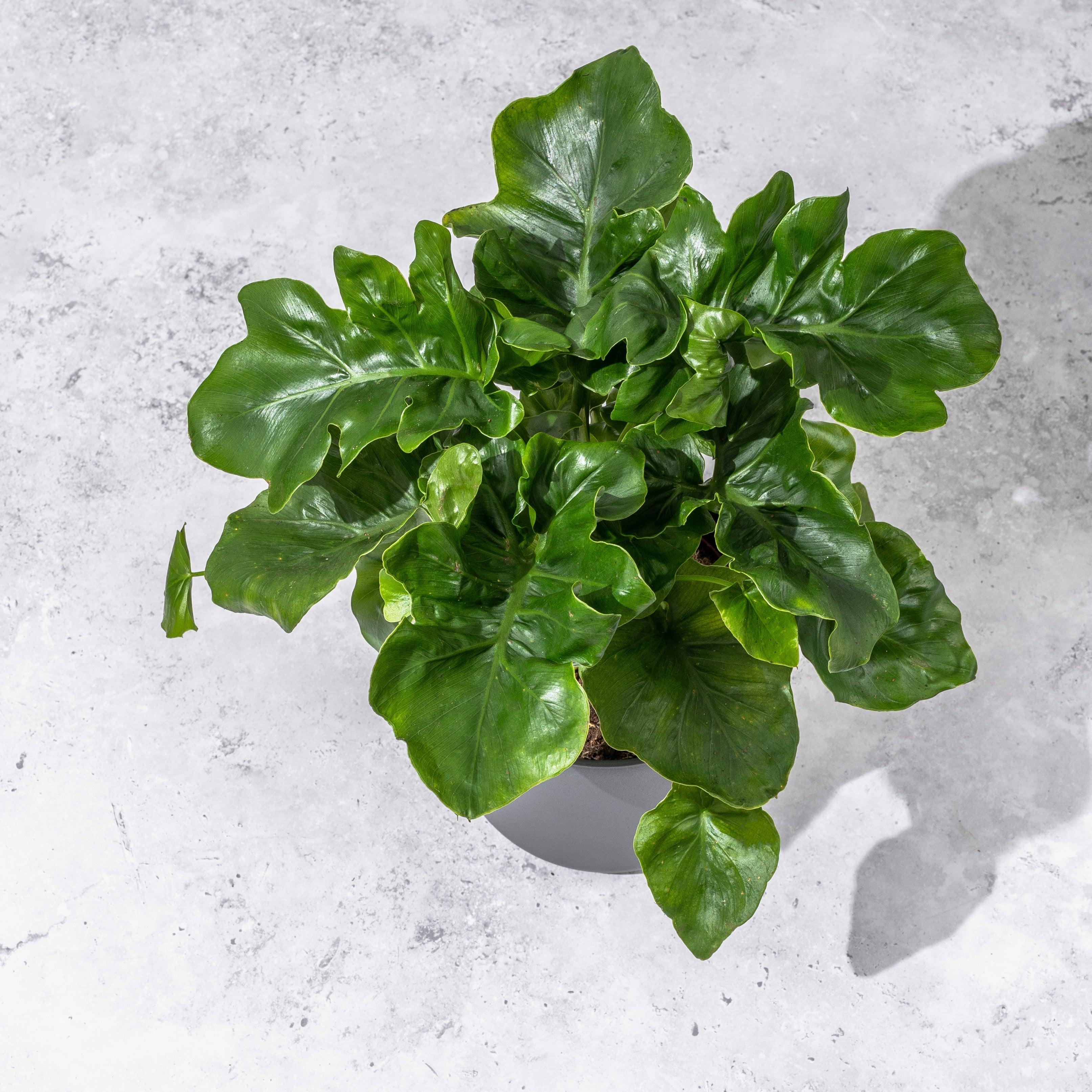 Philodendron Atom | 12cm Pot | House Plant