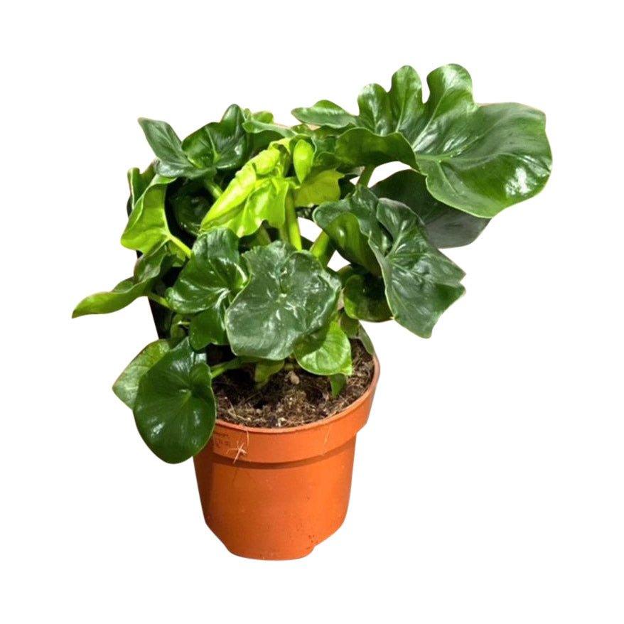 Philodendron Atom | 12cm Pot | House Plant - Image 2