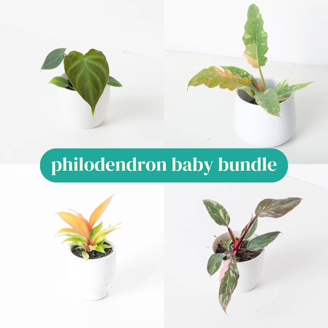 Philodendron Baby Bundle