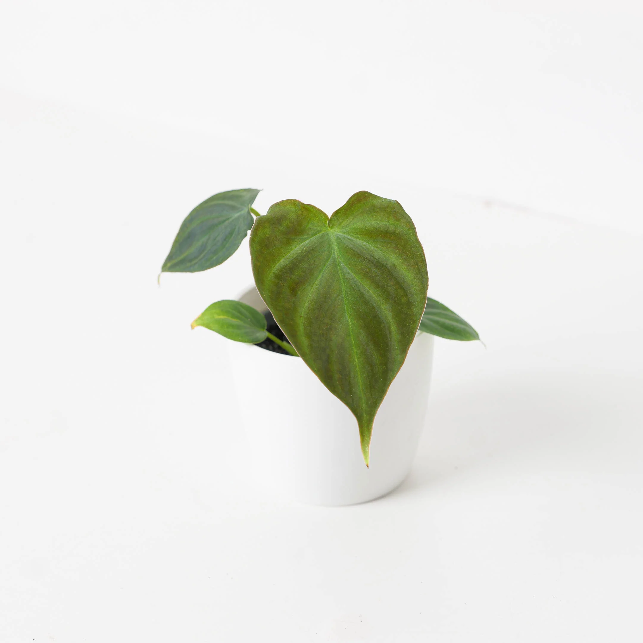 Philodendron Baby Bundle - Image 5