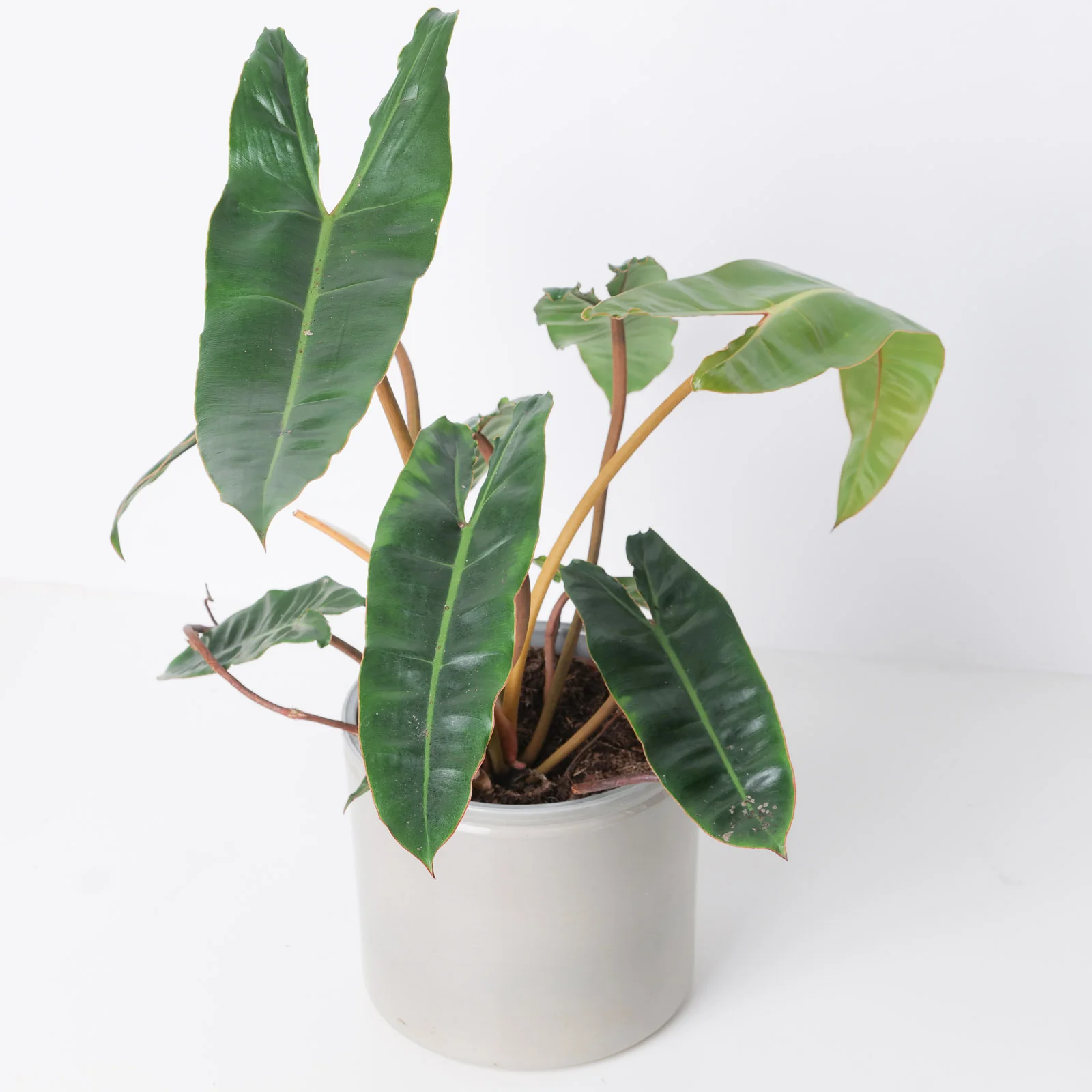 Philodendron Billietiae - Image 3