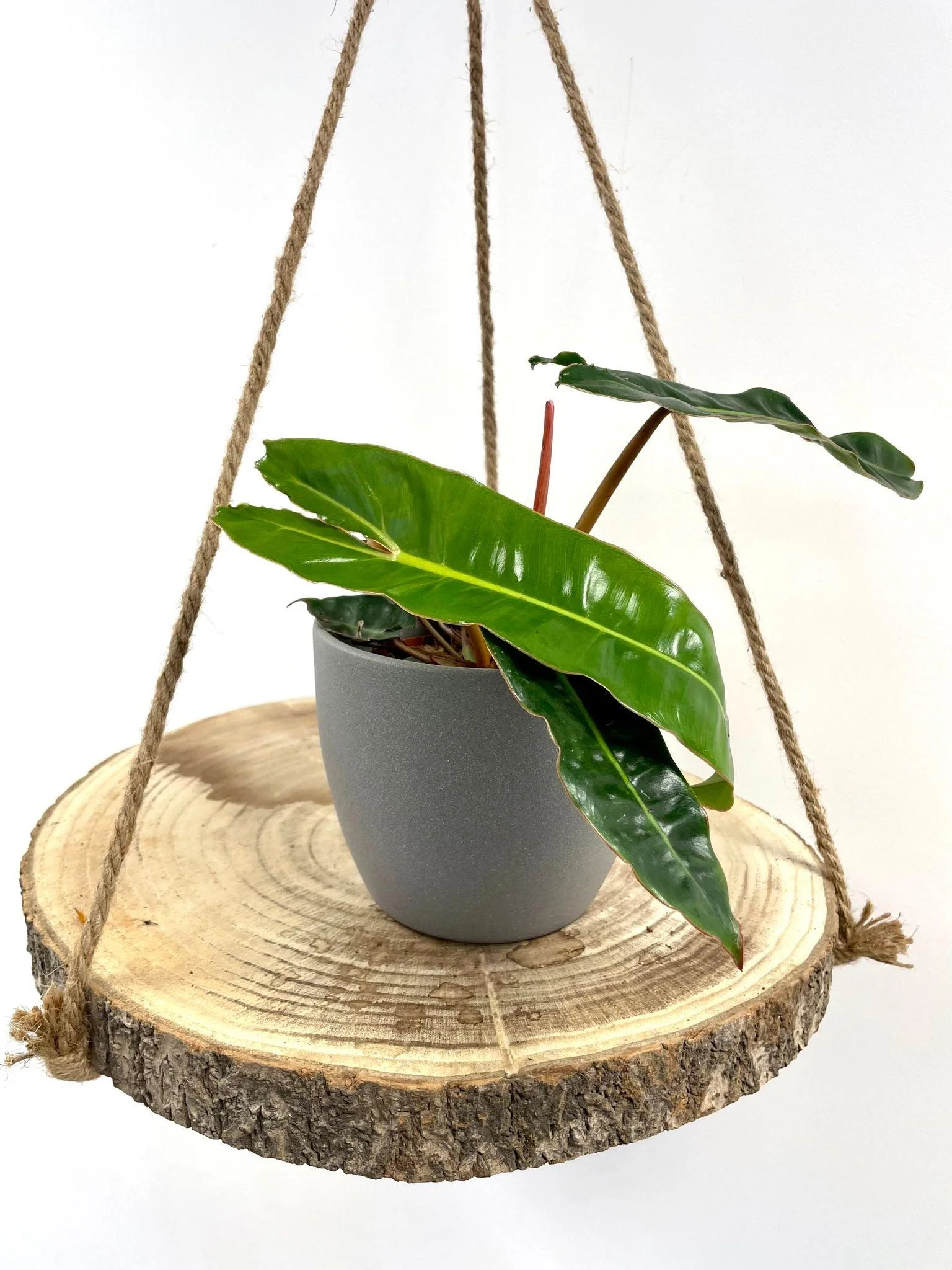 Philodendron Billietiae - Image 4