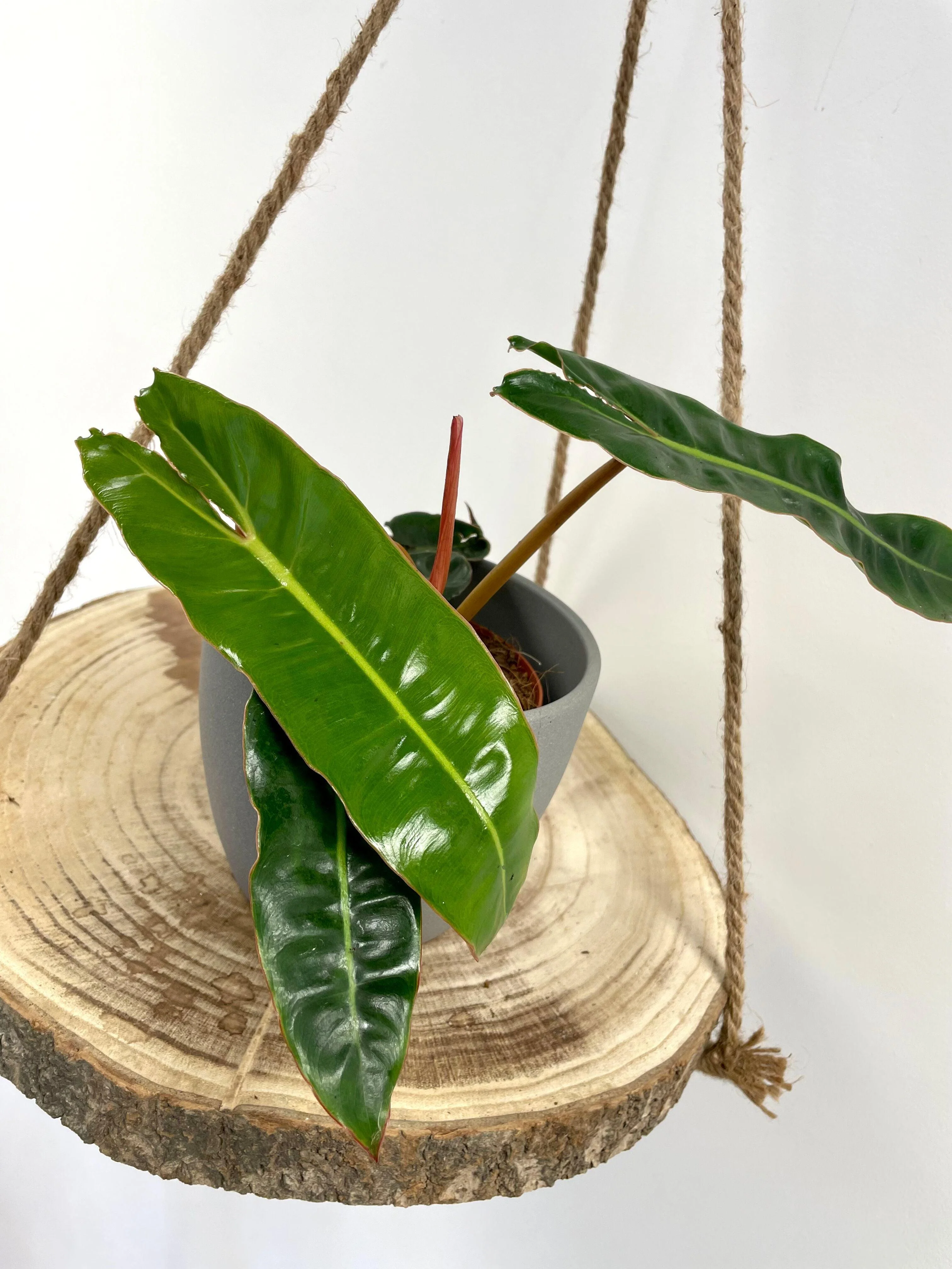 Philodendron Billietiae - Image 5