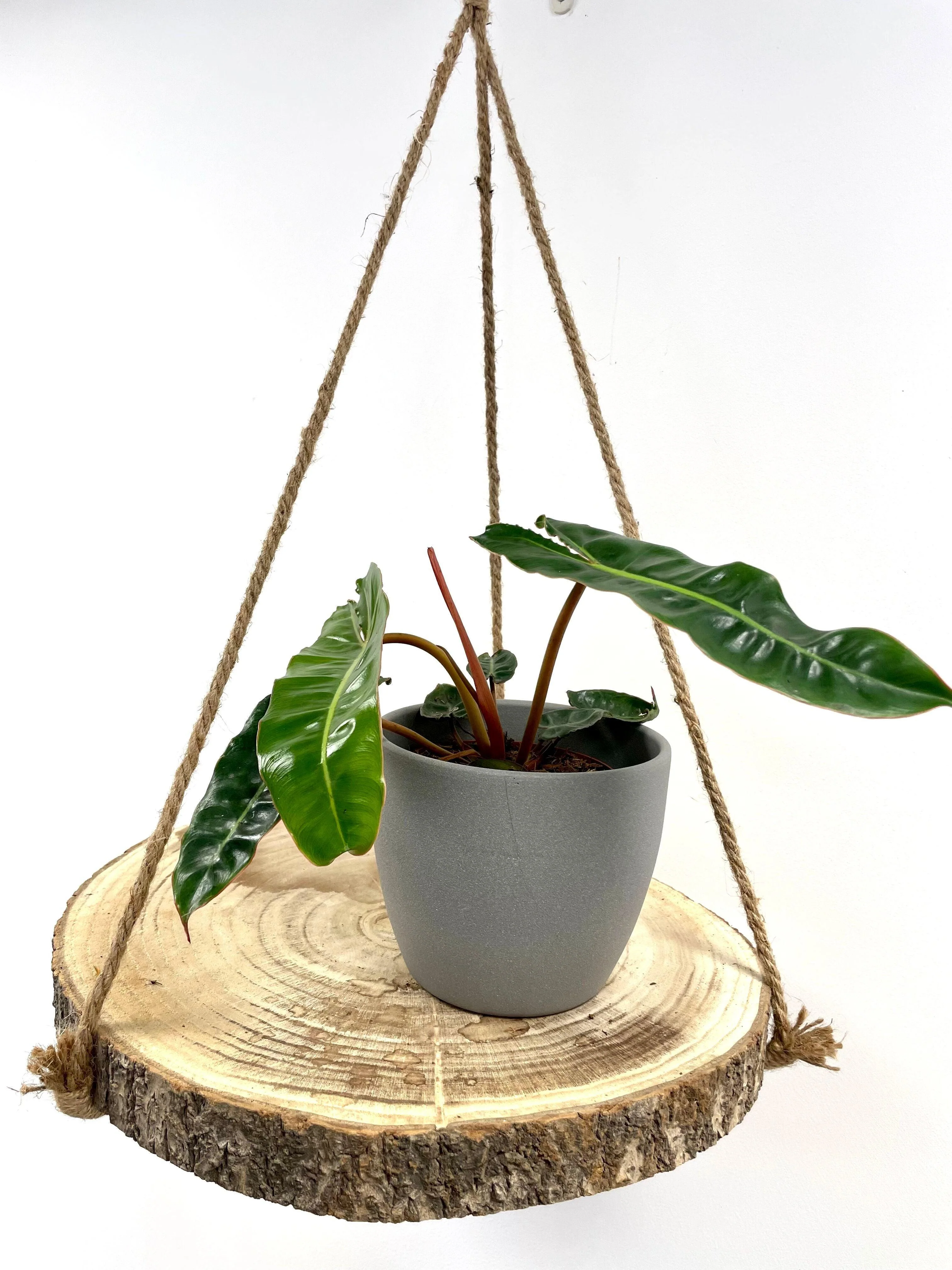 Philodendron Billietiae - Image 6
