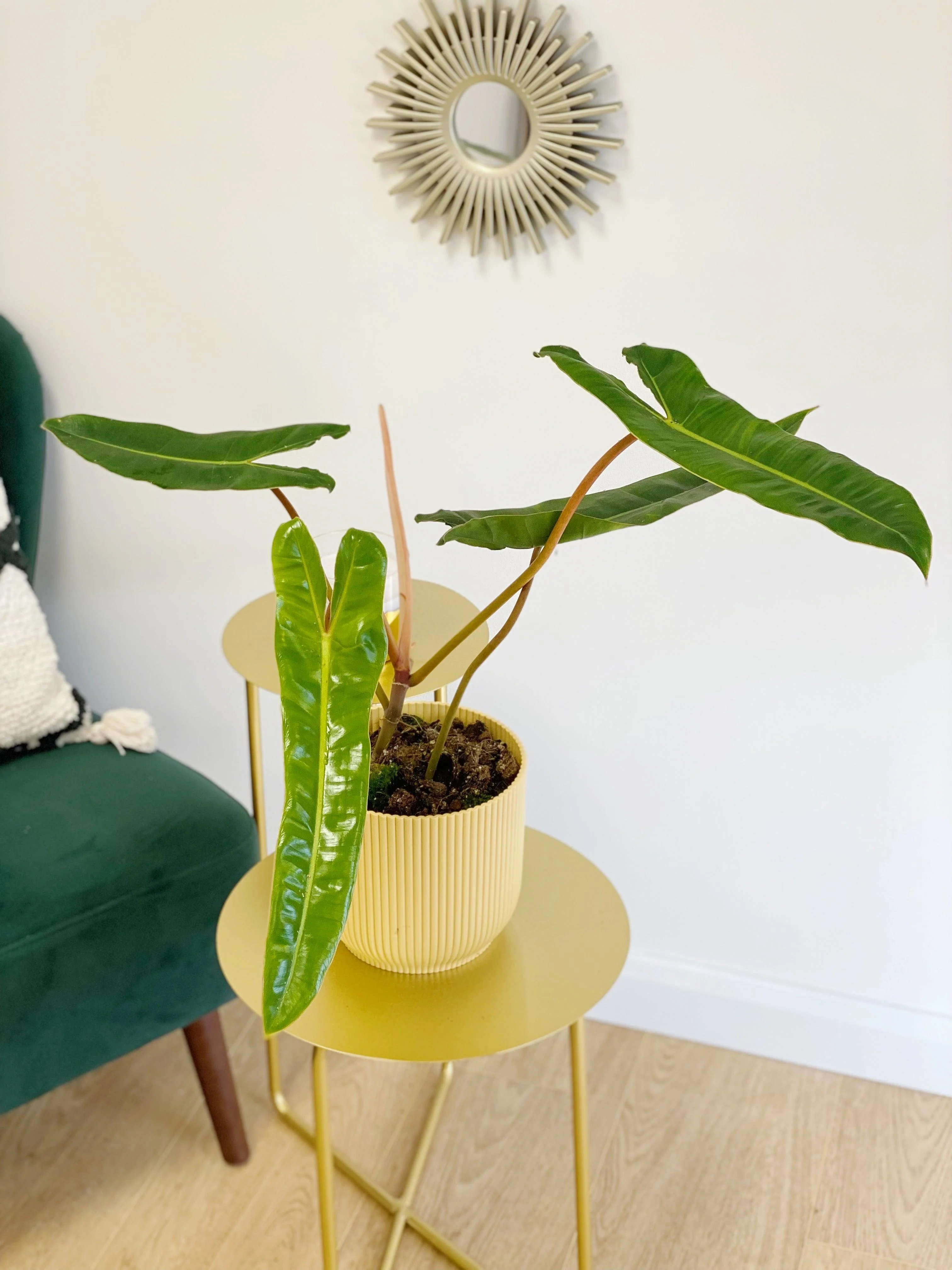 Philodendron Billietiae - Image 7
