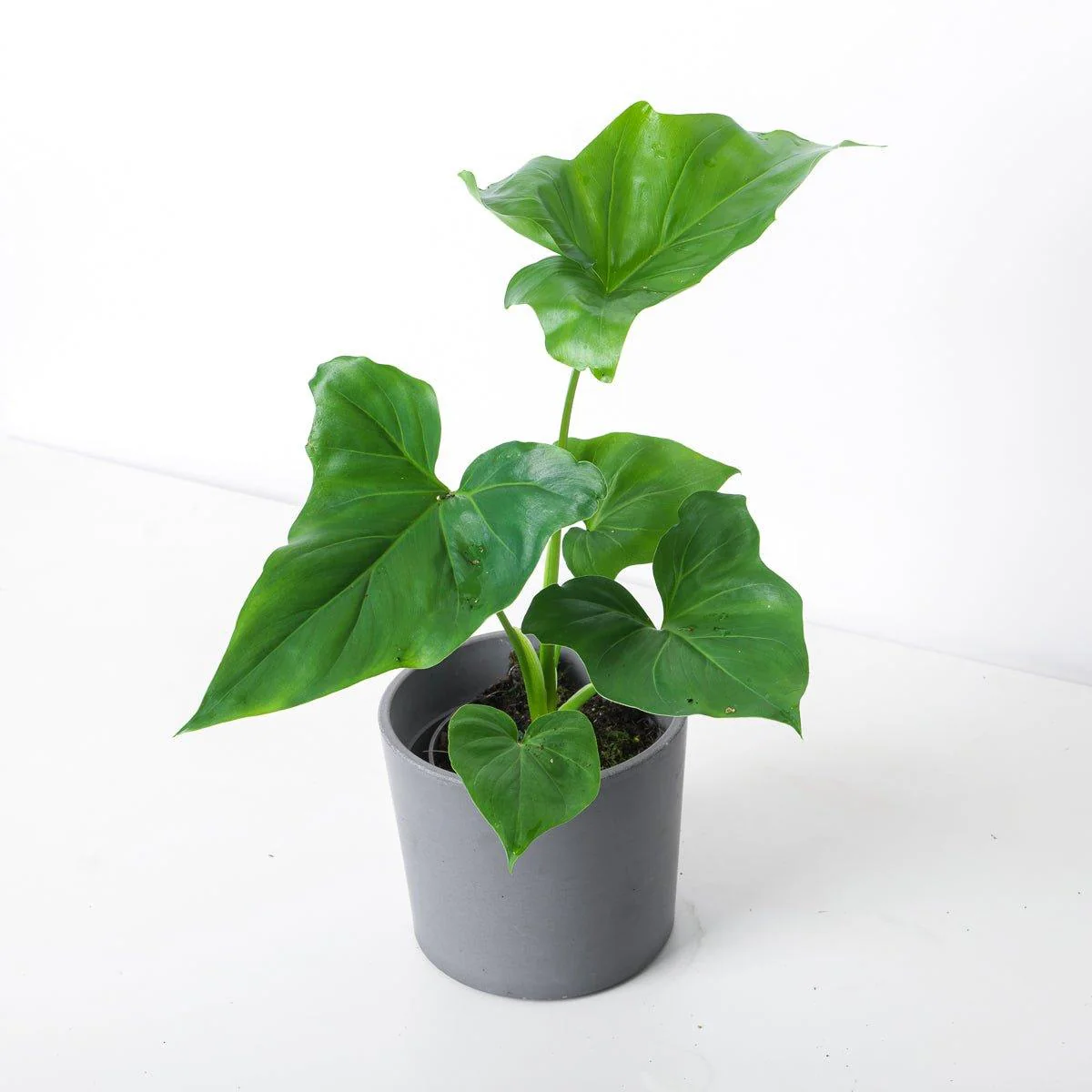Philodendron bipinnatifidum x goeldii