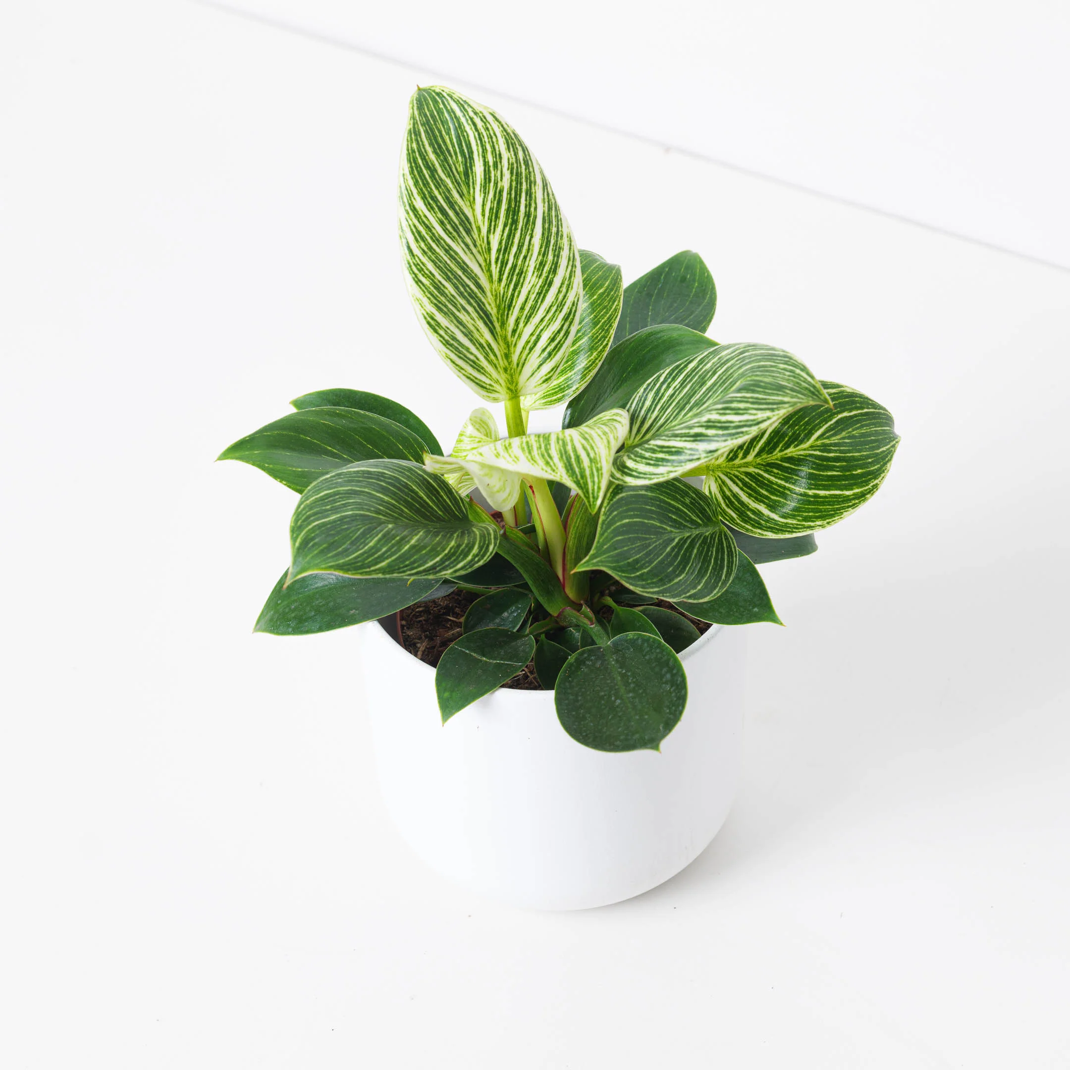 Philodendron Birkin